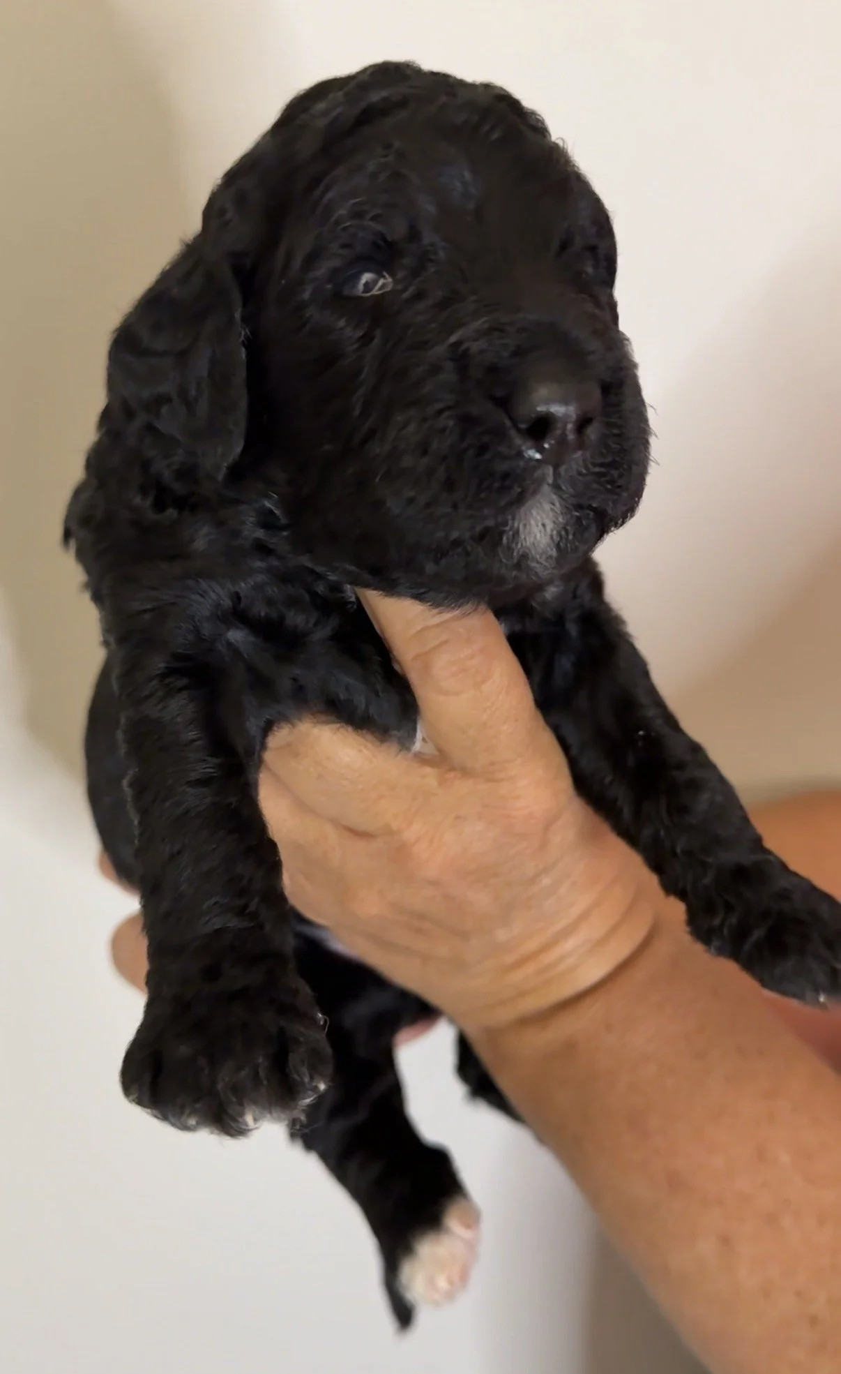 FEMALE - Two weeks old