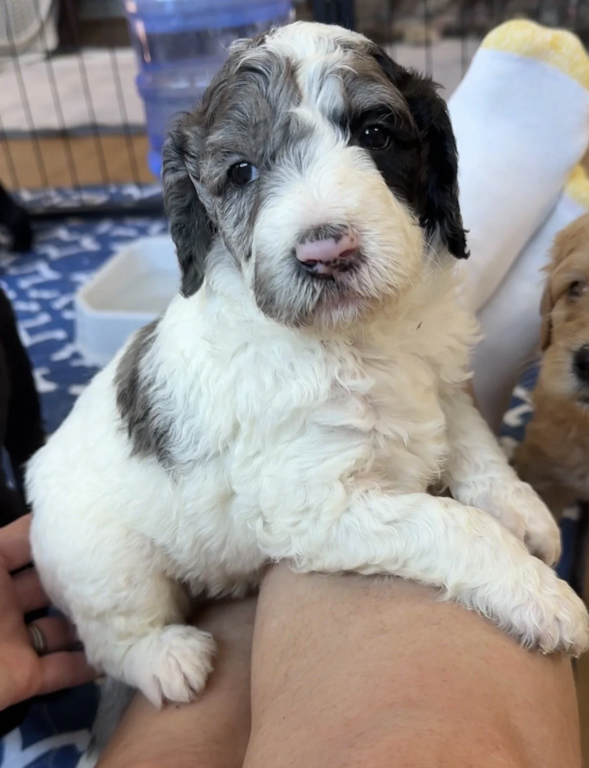 Male - White with Merle Spots - 4 Weeks Old