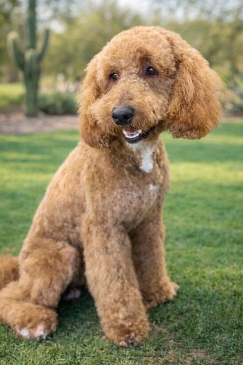 A cute fluffy brown poodle puppy sitting on the grass in a park with green trees in the background.