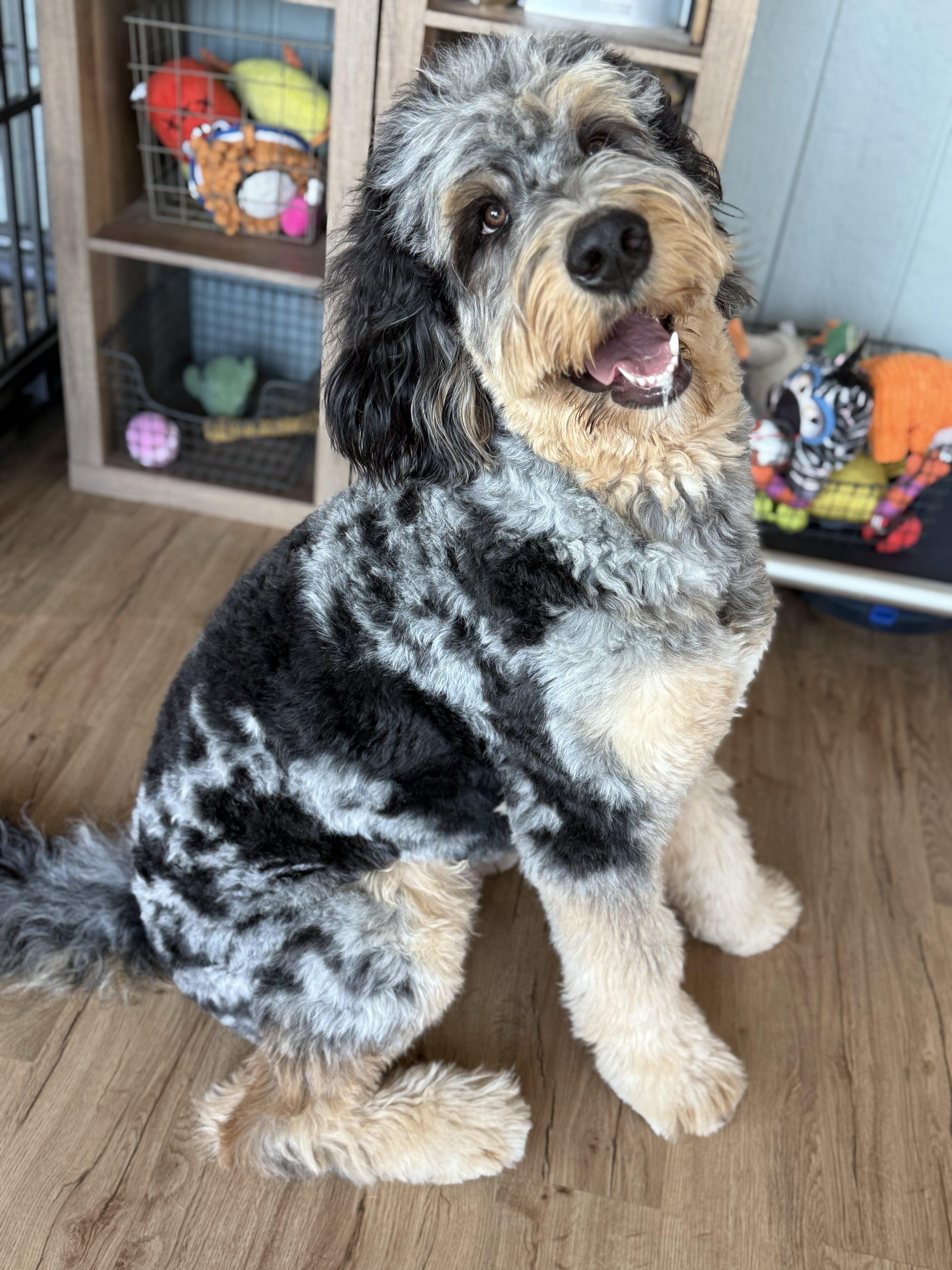 A fluffy, multicolored Australian Shepherd puppy sitting on a wooden floor, looking happy with its mouth open. In the background, there's a shelf with dog toys and some colorful balls and plush toys.