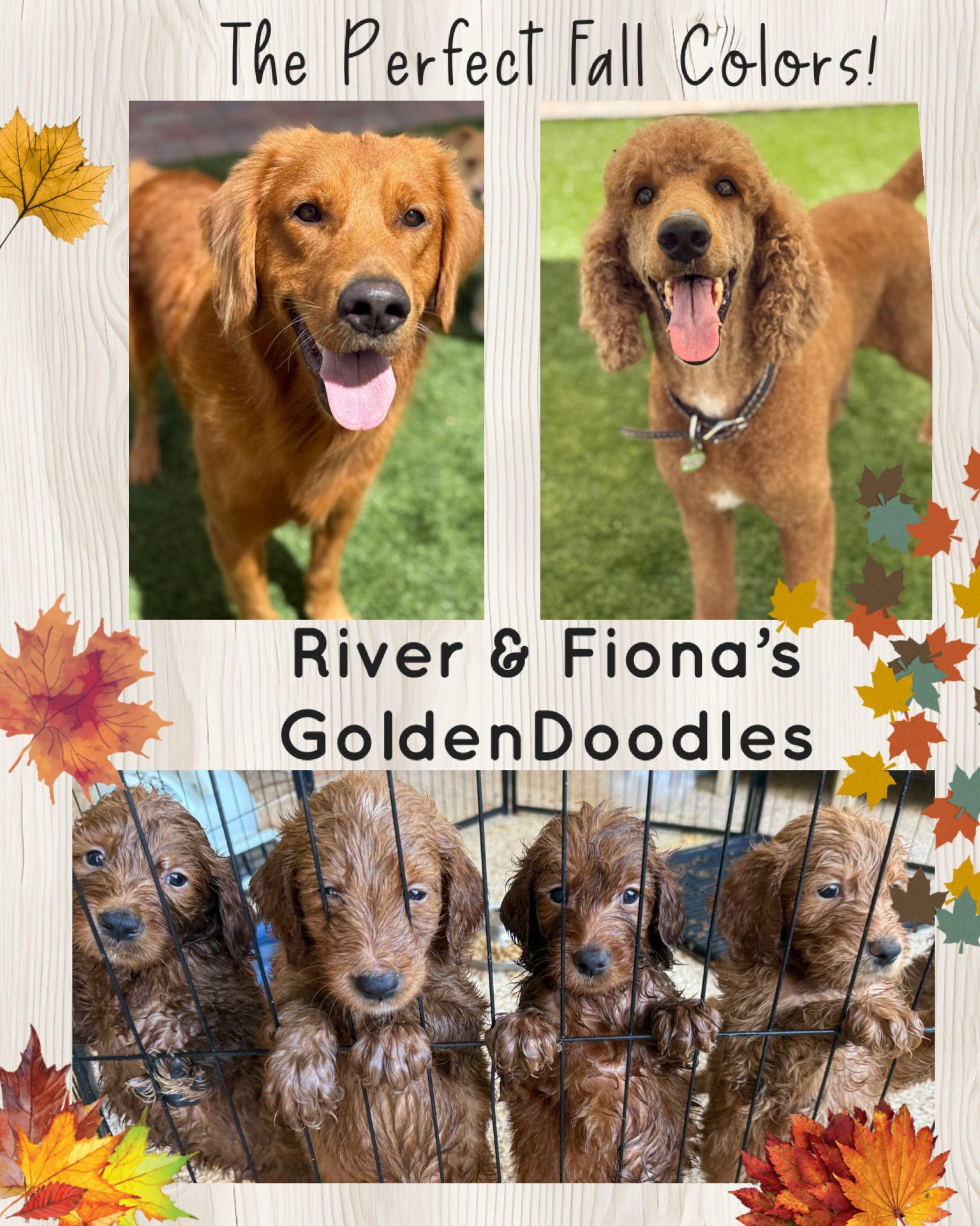 A collage titled 'The Perfect Fall Colors!' featuring photos of four golden doodle dogs, two adult dogs at the top and four puppies at the bottom behind a wire fence, with autumn leaves decor around the border.