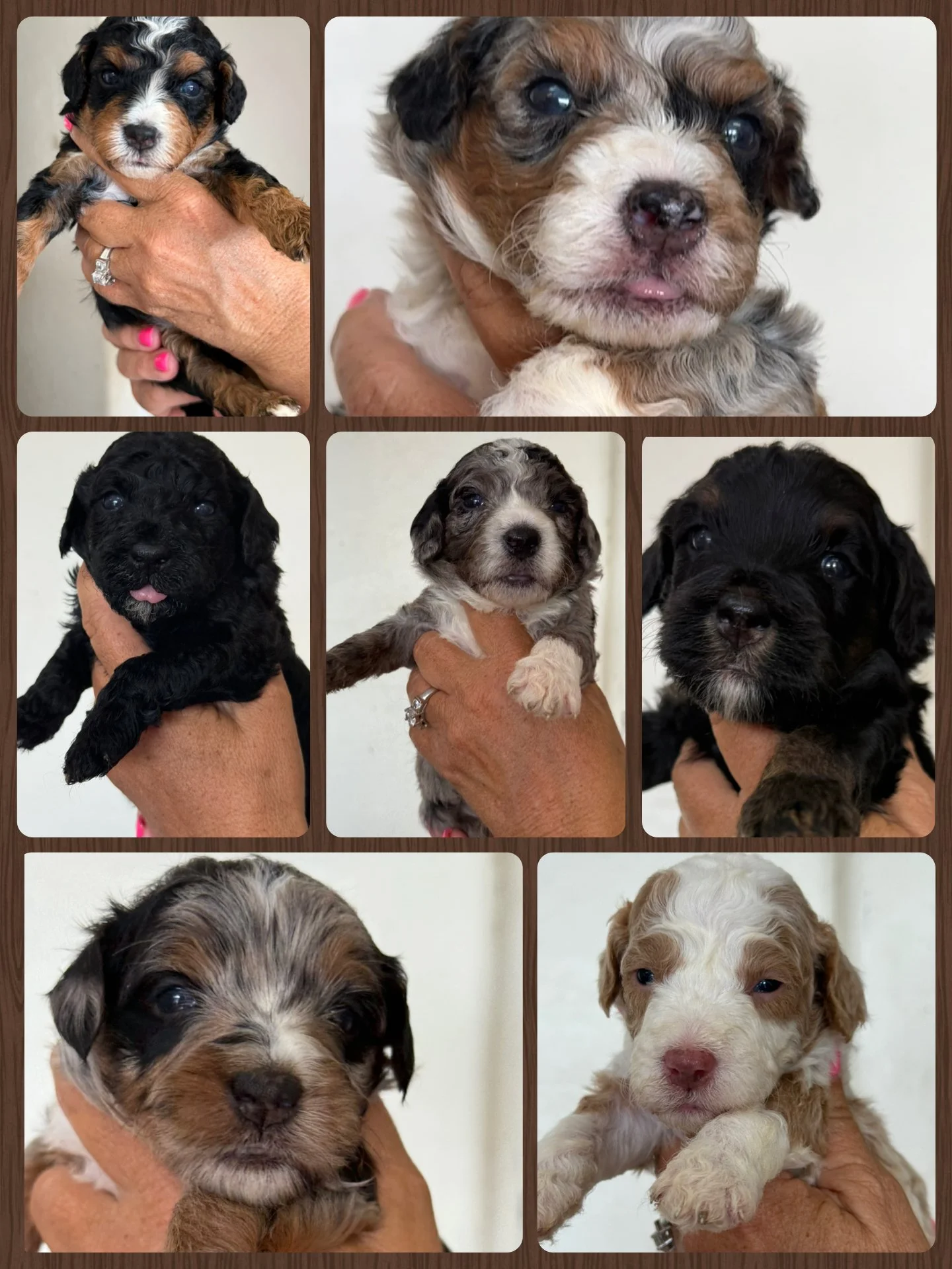 Collage of nine photos of adorable Australian Shepherd and Border Collie puppies with various fur colors and patterns, being held by a person's hand against a neutral background.