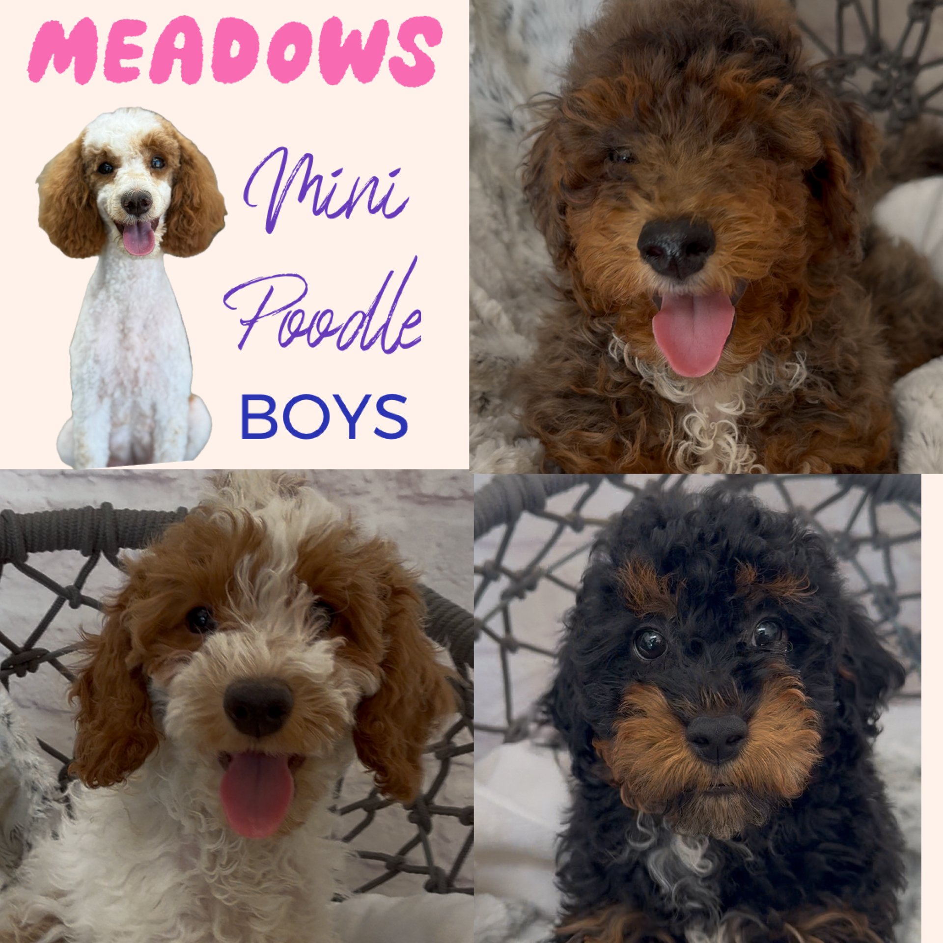 A collage of four images featuring adorable puppies. The top left image shows a graphic with a cute dog and the text 'Meadows Mini Poodle Boys.' The other three images display puppies with curly fur, one with a brown and white coat, another with a cr