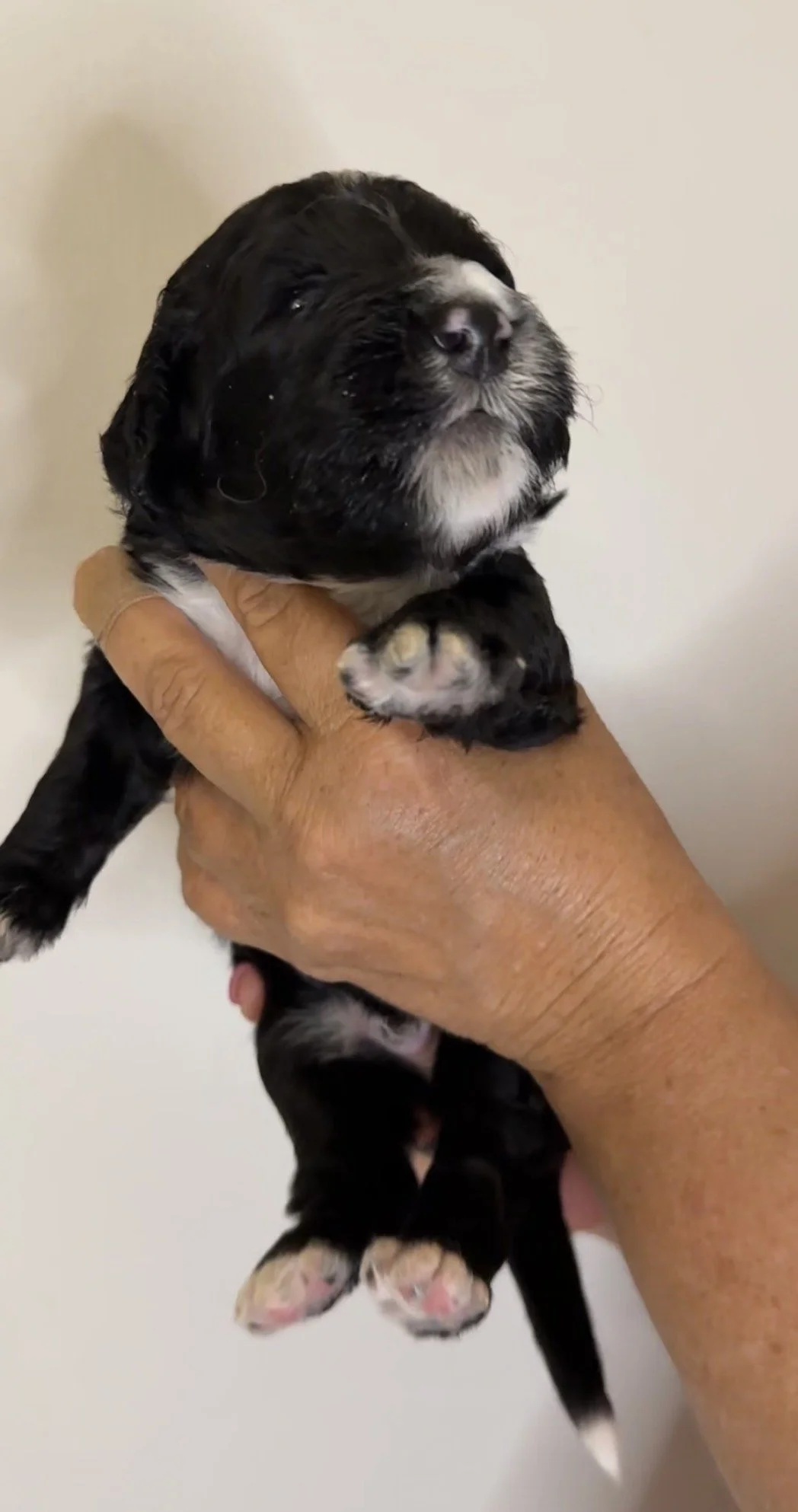 MALE - Two weeks old