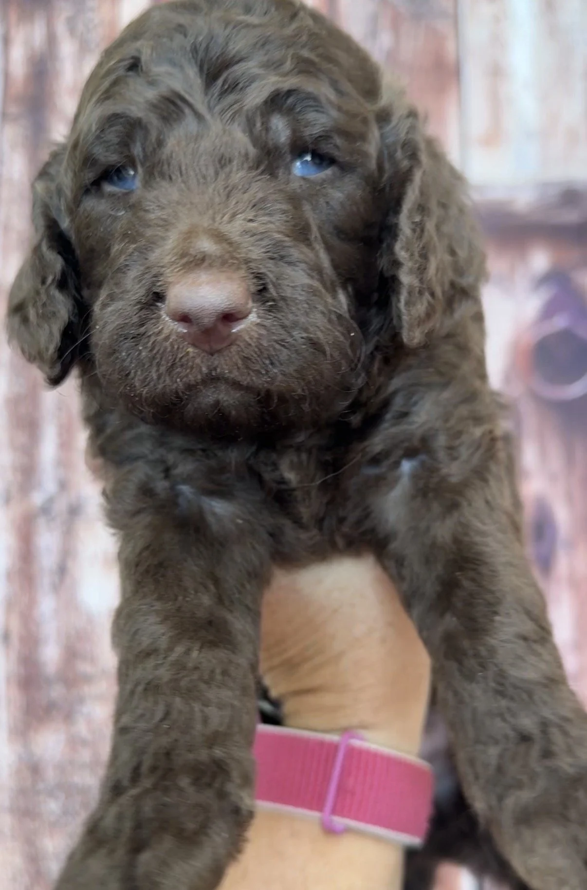 Male - 4 weeks old - Brown