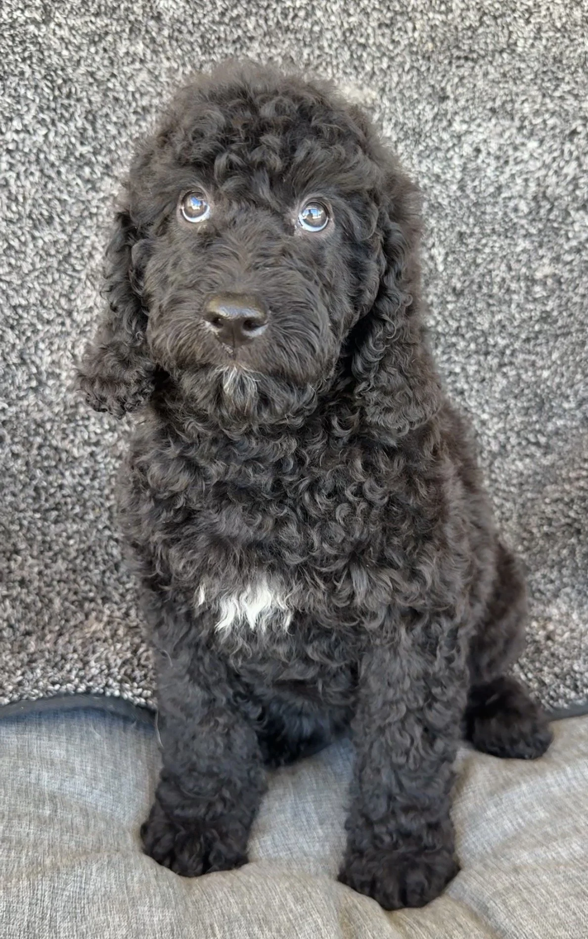 Bo Peep - Female - 10 weeks old