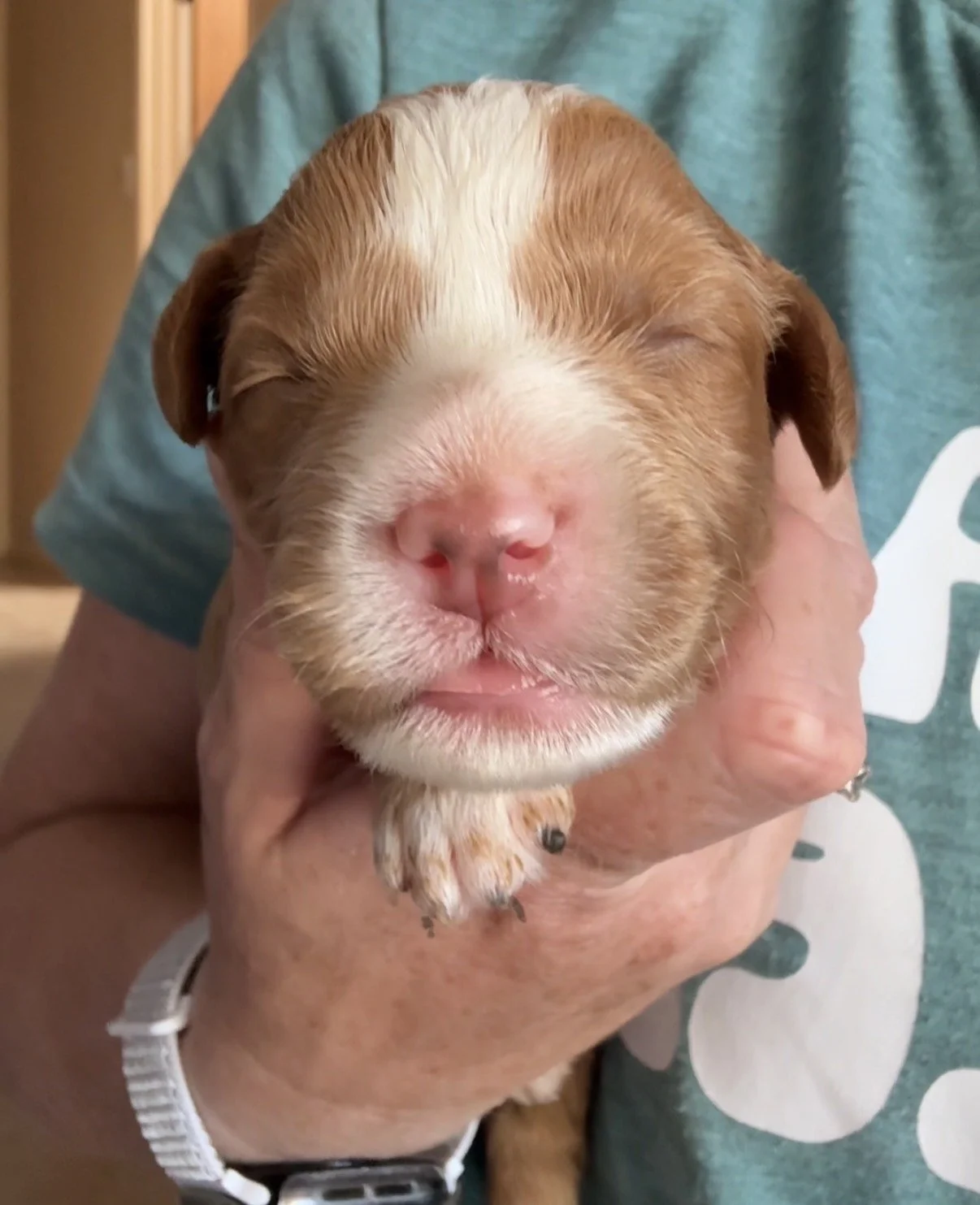 Female - 1 week old