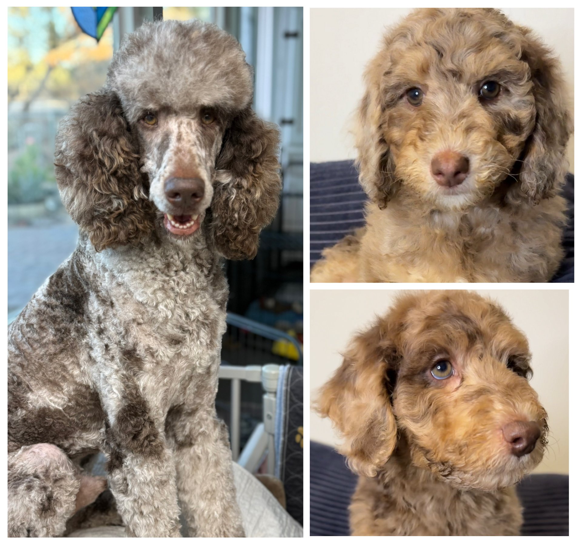 A side-by-side collage of three photos featuring a brown curly-coated poodle puppy. The left photo shows a full front view of the puppy sitting on a person's lap, with a background of a screen door and outdoors. The top right photo is a close-up of t