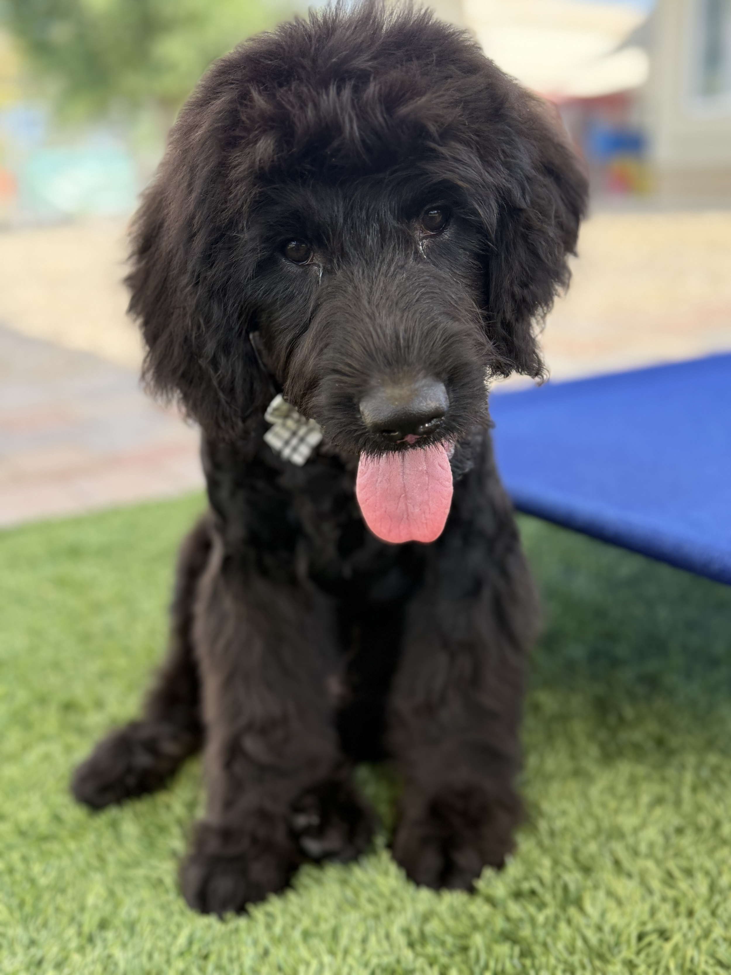 A black retriever puppy sitting on green grass with its tongue out, wearing a checkered collar, in a backyard setting.