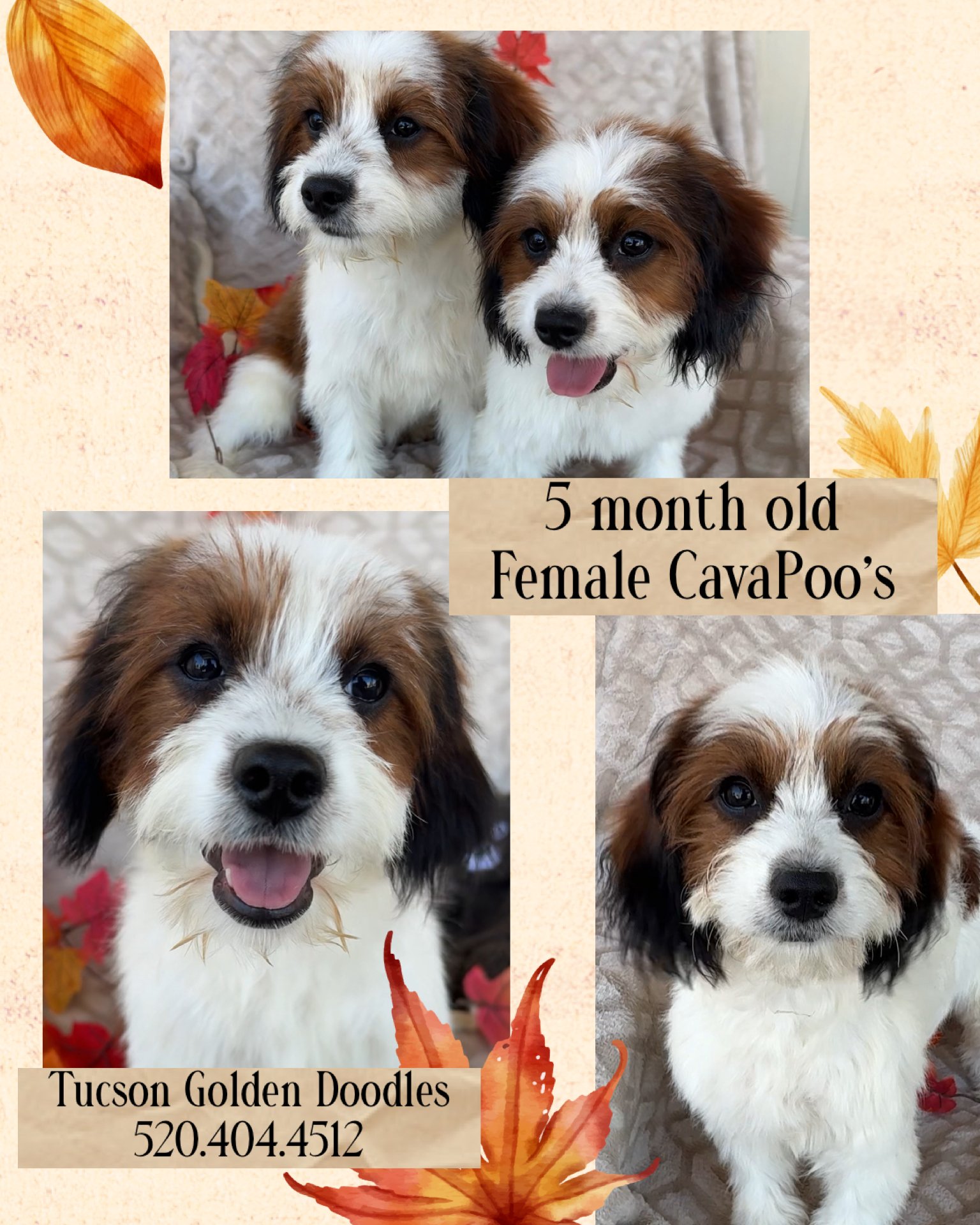 Three images of a 5-month-old female Cavapoo puppy with brown, black, and white fur, black nose, and expressive eyes, surrounded by autumn leaves. The text indicates her name is Tucson Golden Doodles, with a contact number 520.404.4512.