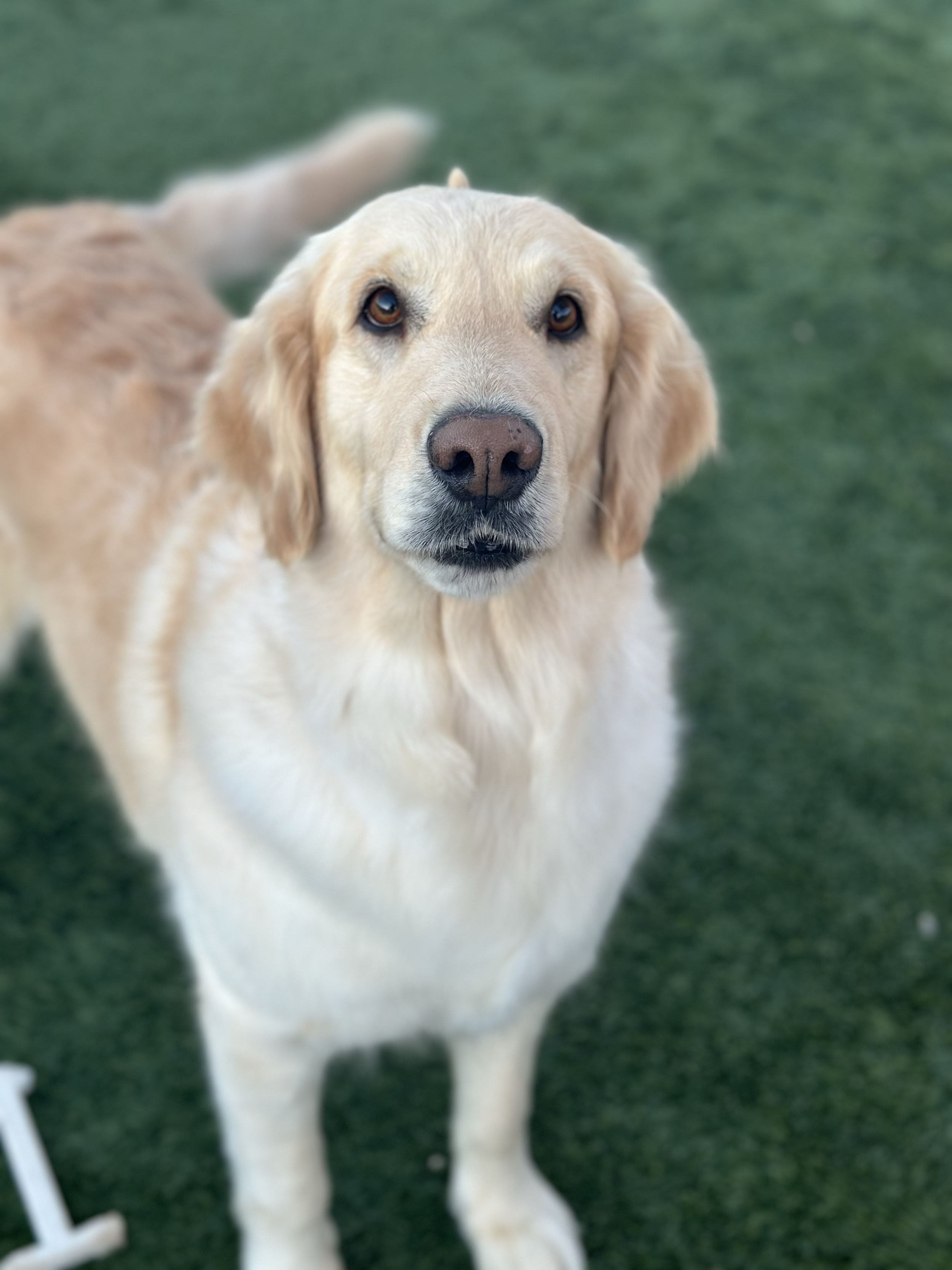 A close-up photo of a friendly golden retriever standing outdoors on a grassy surface.