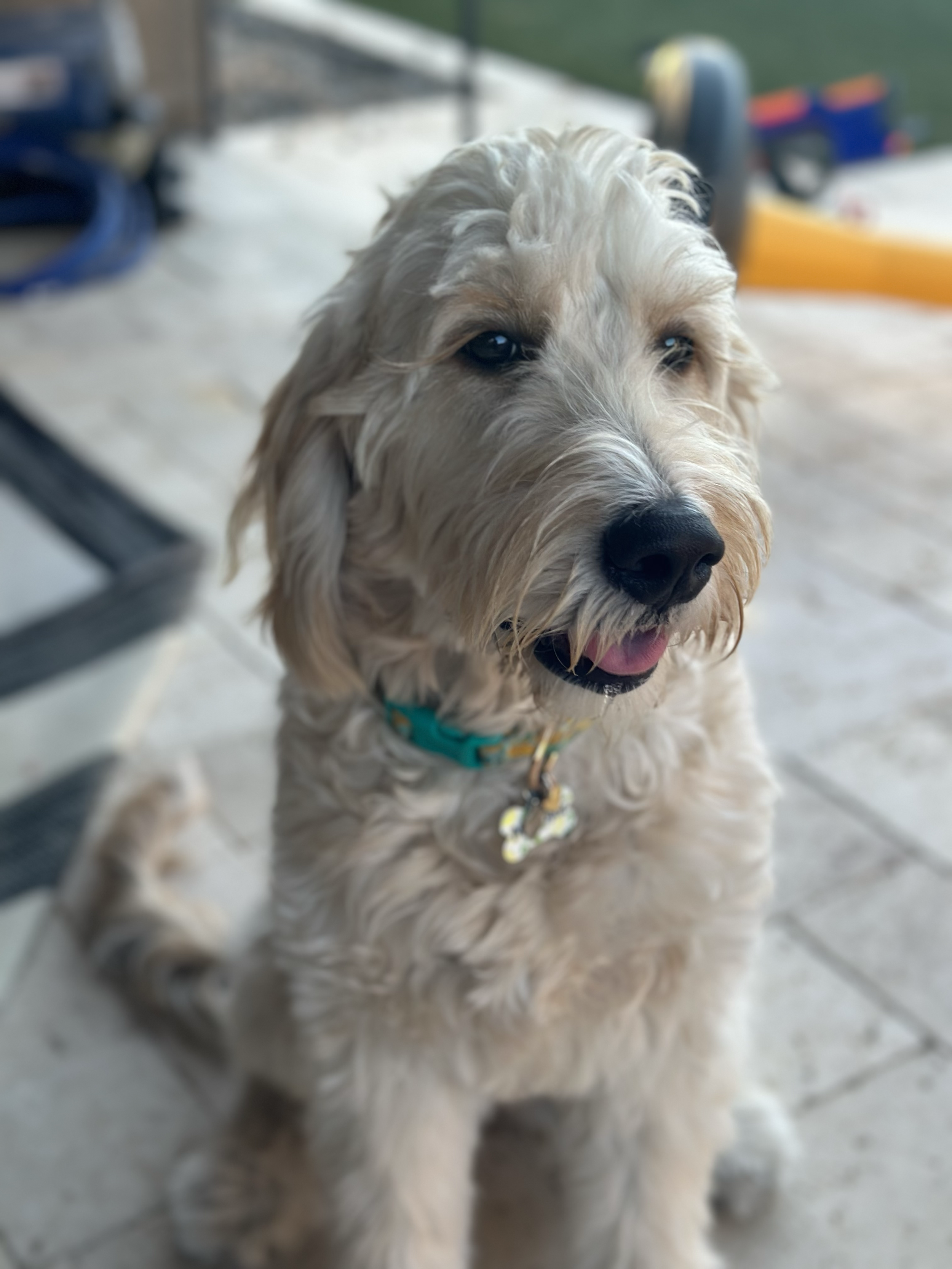 Close-up of a cream-colored dog with brushed curly fur, wearing a blue collar with a bone-shaped tag, sitting on a patio with toys in the background.