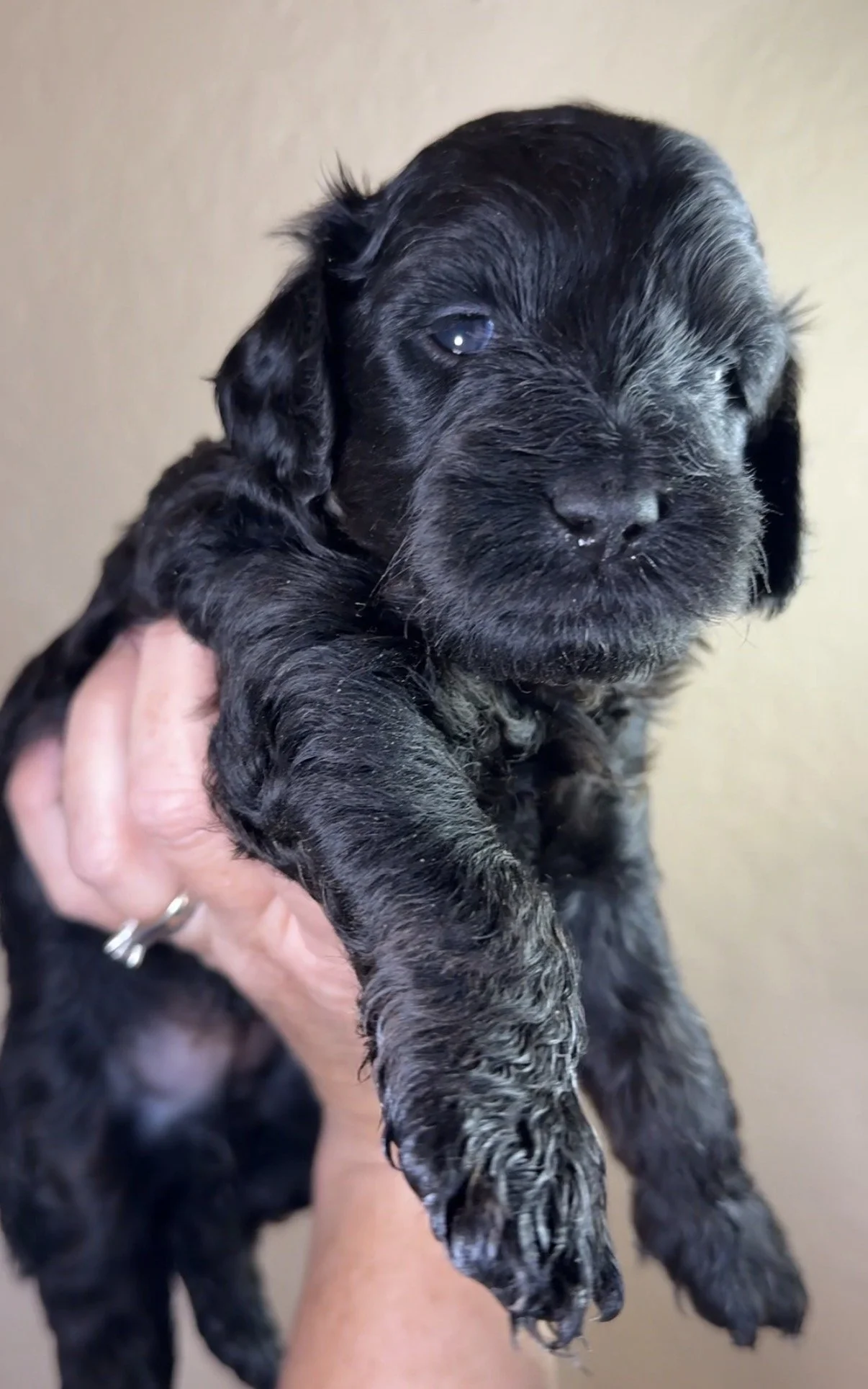 Male - 4 weeks old - Black, Dark Phantom