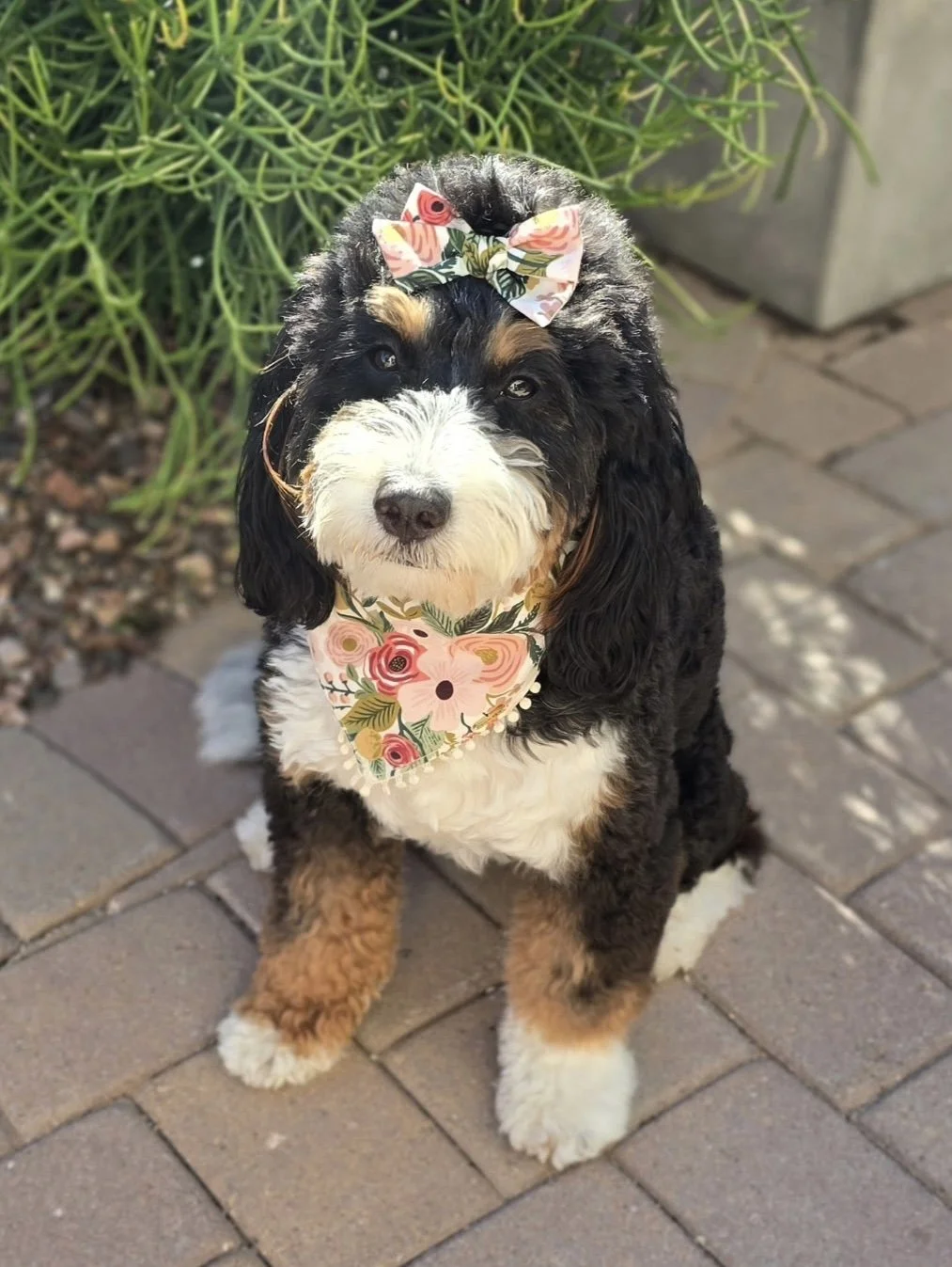 Zoey