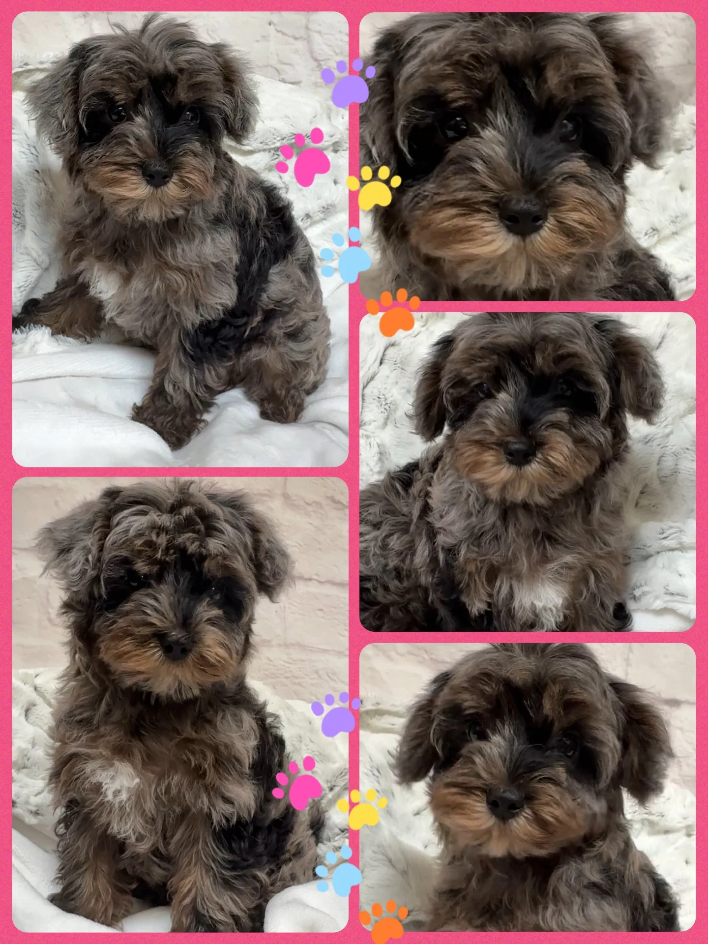 Collage of five photos of a cute small puppy with gray and black curly fur, sitting on a white blanket and posing for the camera in various angles.