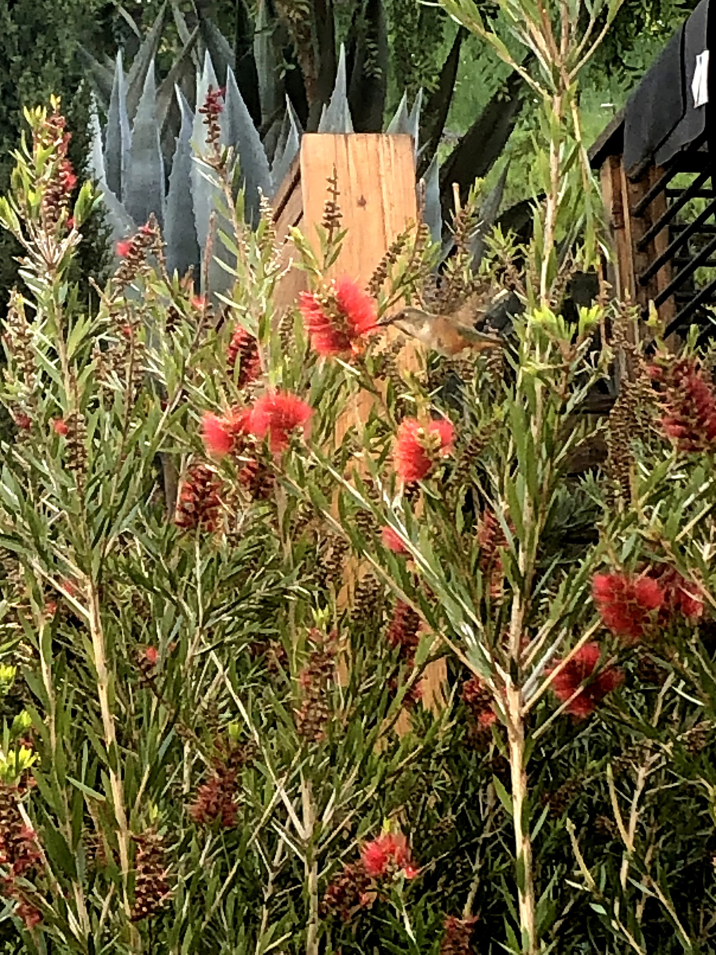 sugar hummingbird_web.jpg