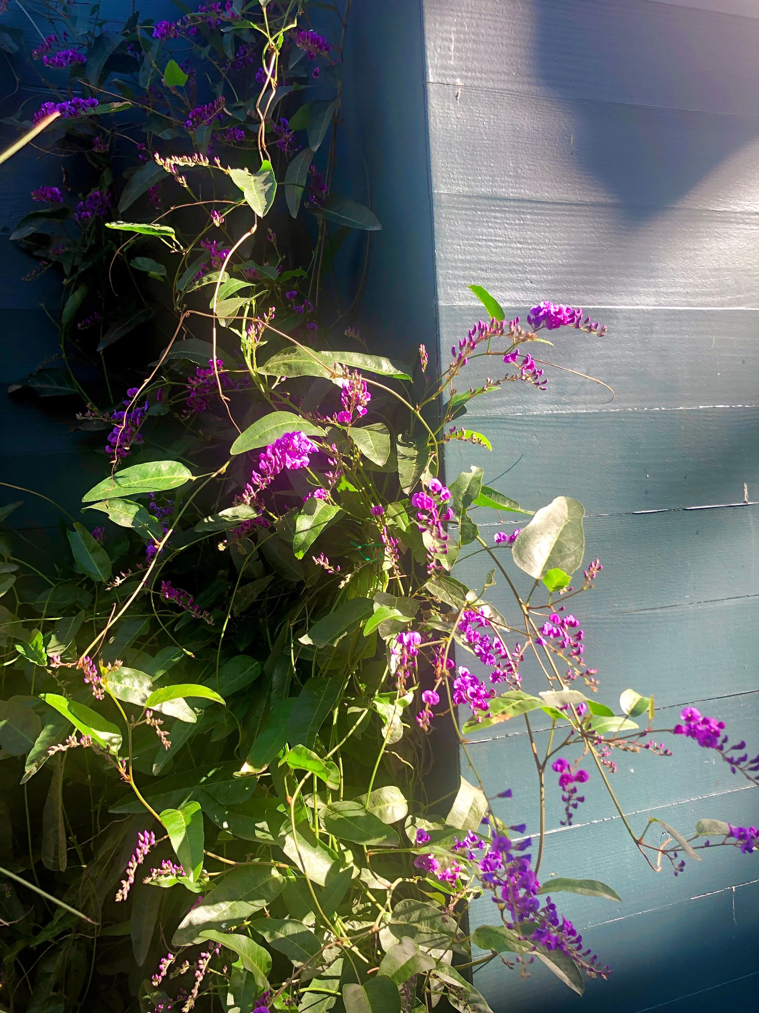 Silverlake-Sliver-Garden_Hardenbergia_Detail_web.jpg