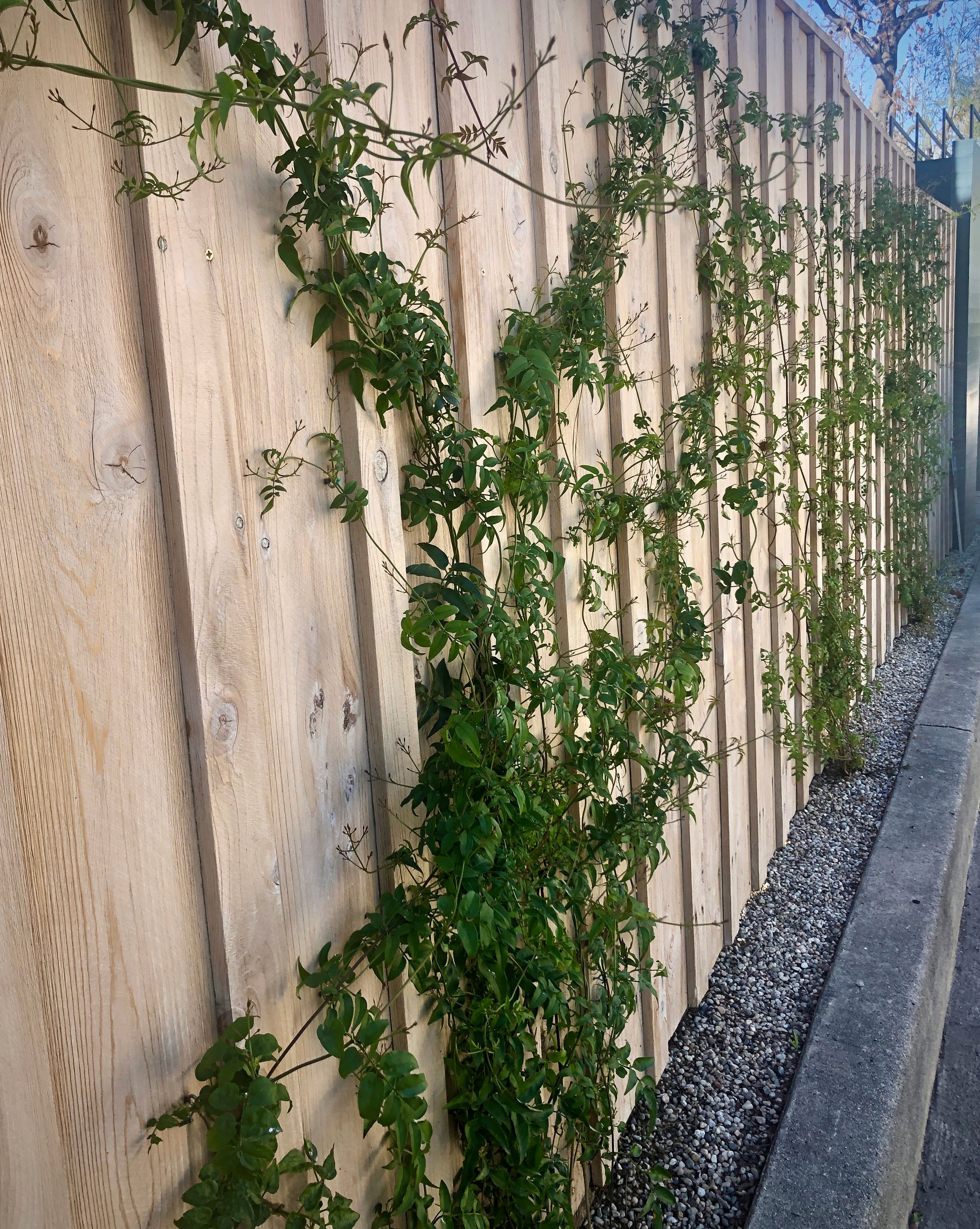Silverlake-Sliver-Garden_Outside-Fence_web.jpg