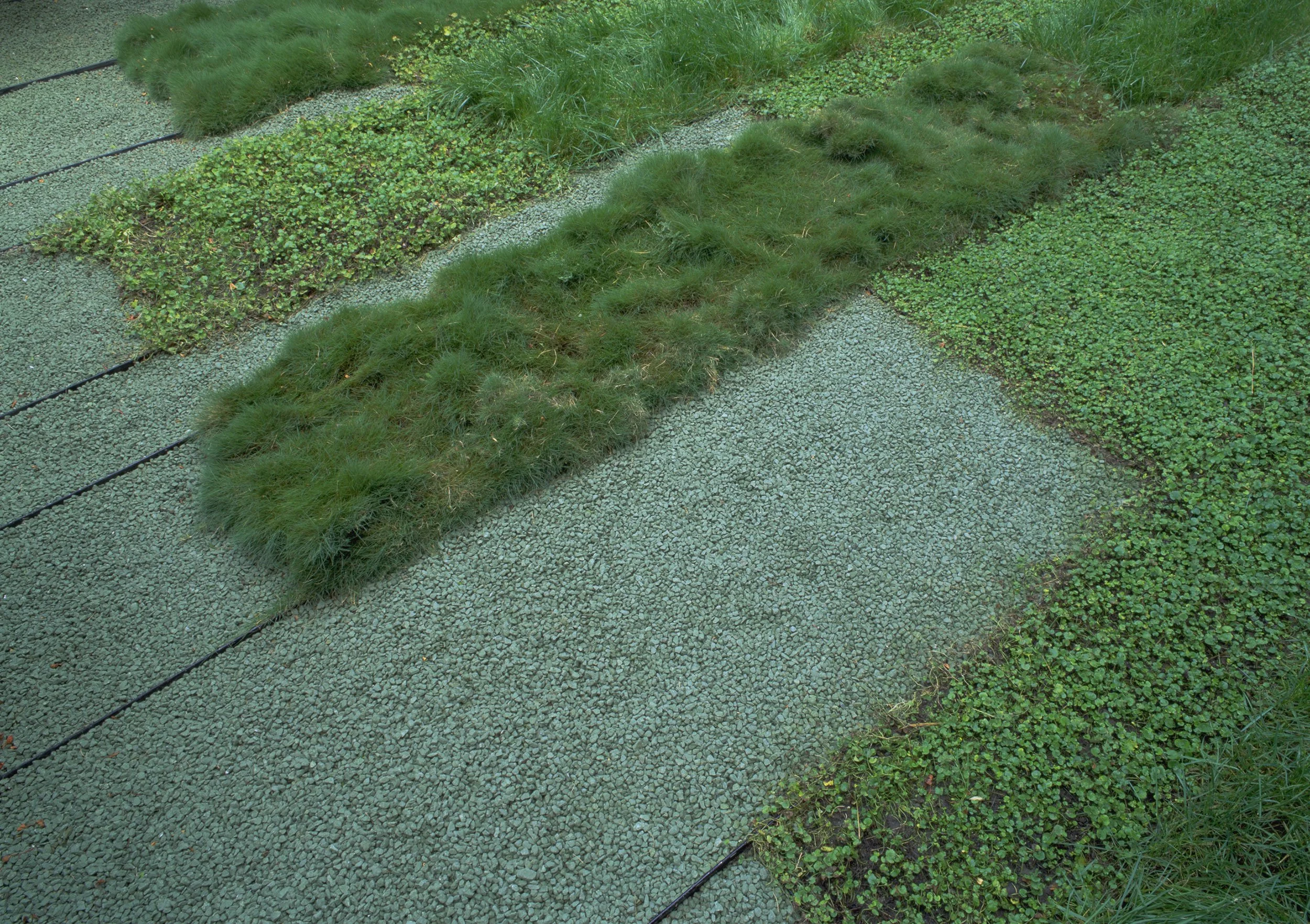 wong-optimized-detail.jpg