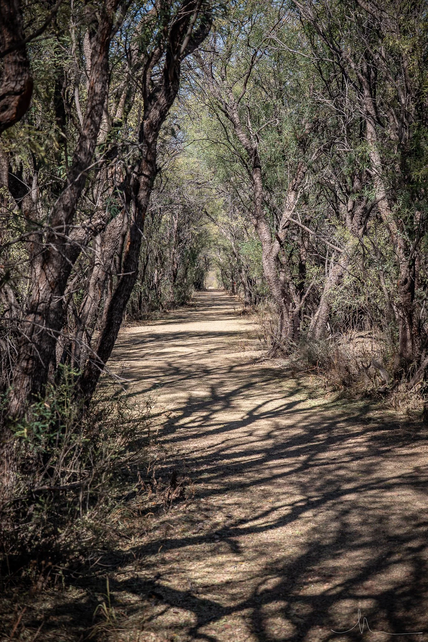 A dirt trail running through a wooded area with trees on both sides, casting shadows on the ground.