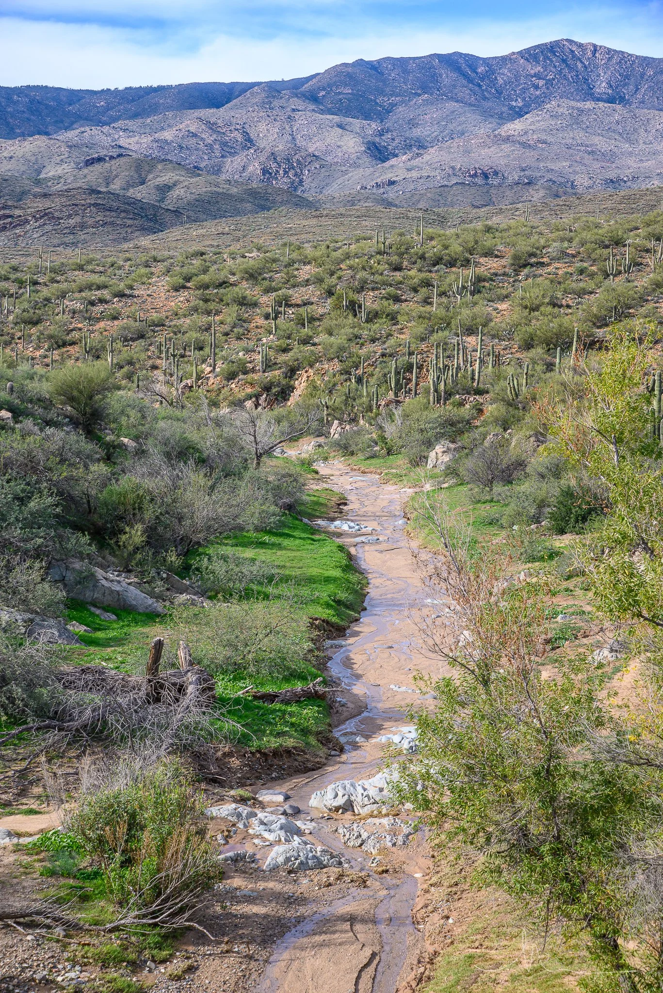 A desert landscape with a small creek running through green patches, surrounded by cacti, shrubs, and mountains under a partly cloudy sky.