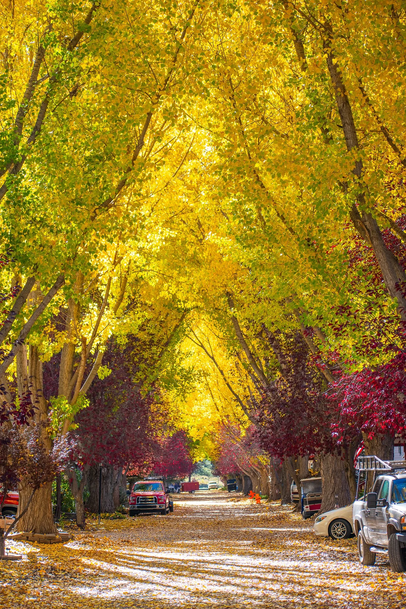 A tree-lined street with yellow and red foliage, parked cars, and fallen leaves on the ground during fall.