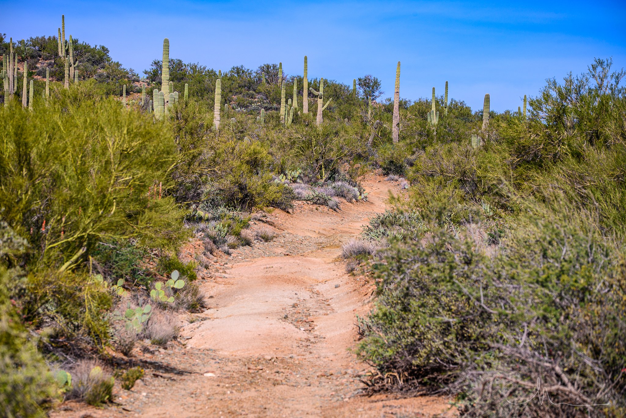 A dirt trail winding through a desert landscape with tall cacti, shrubs, and sparse vegetation under a clear blue sky.