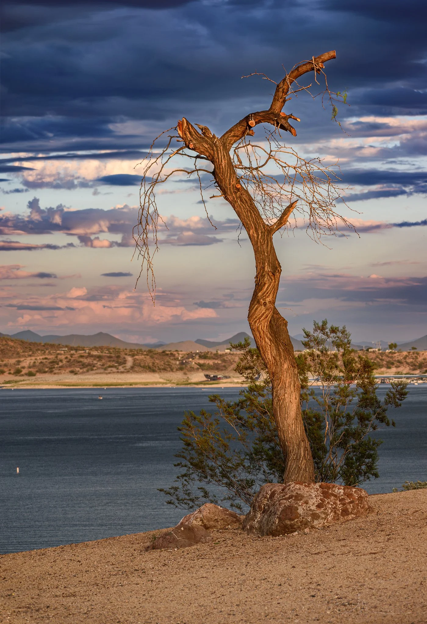 A weathered, leafless tree on rocky ground near a large body of water, with a desert landscape and mountains in the background under a cloudy sky.