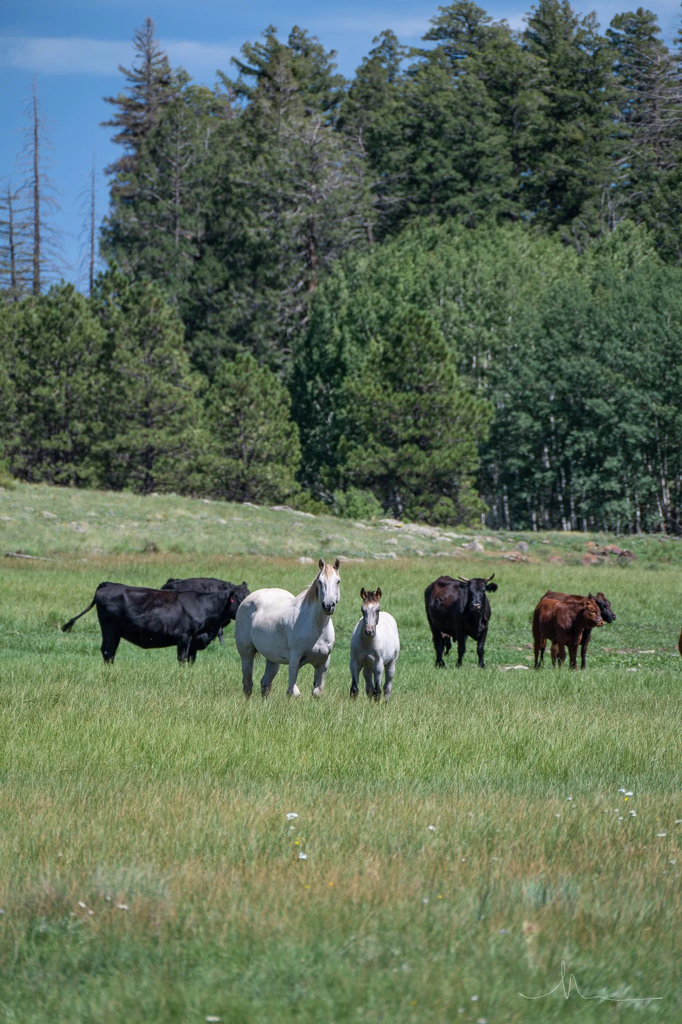 DSC_0354-2.jpg