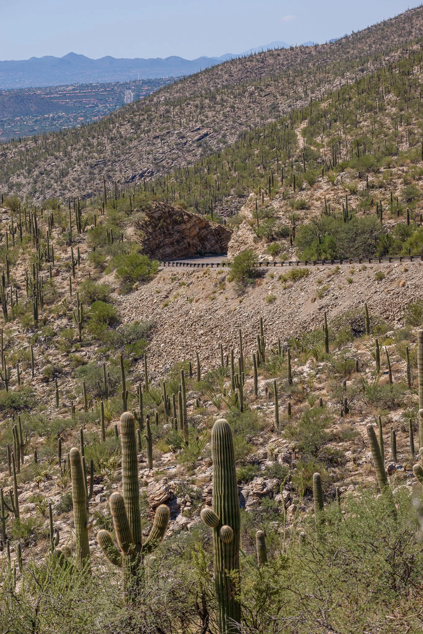 Desert mountain landscape with numerous cacti, rocky terrain, and a winding road on the hillside.