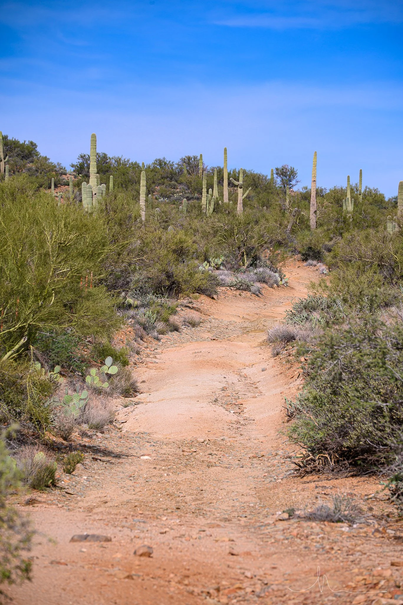 A desert trail with cacti and desert bushes under a blue sky.
