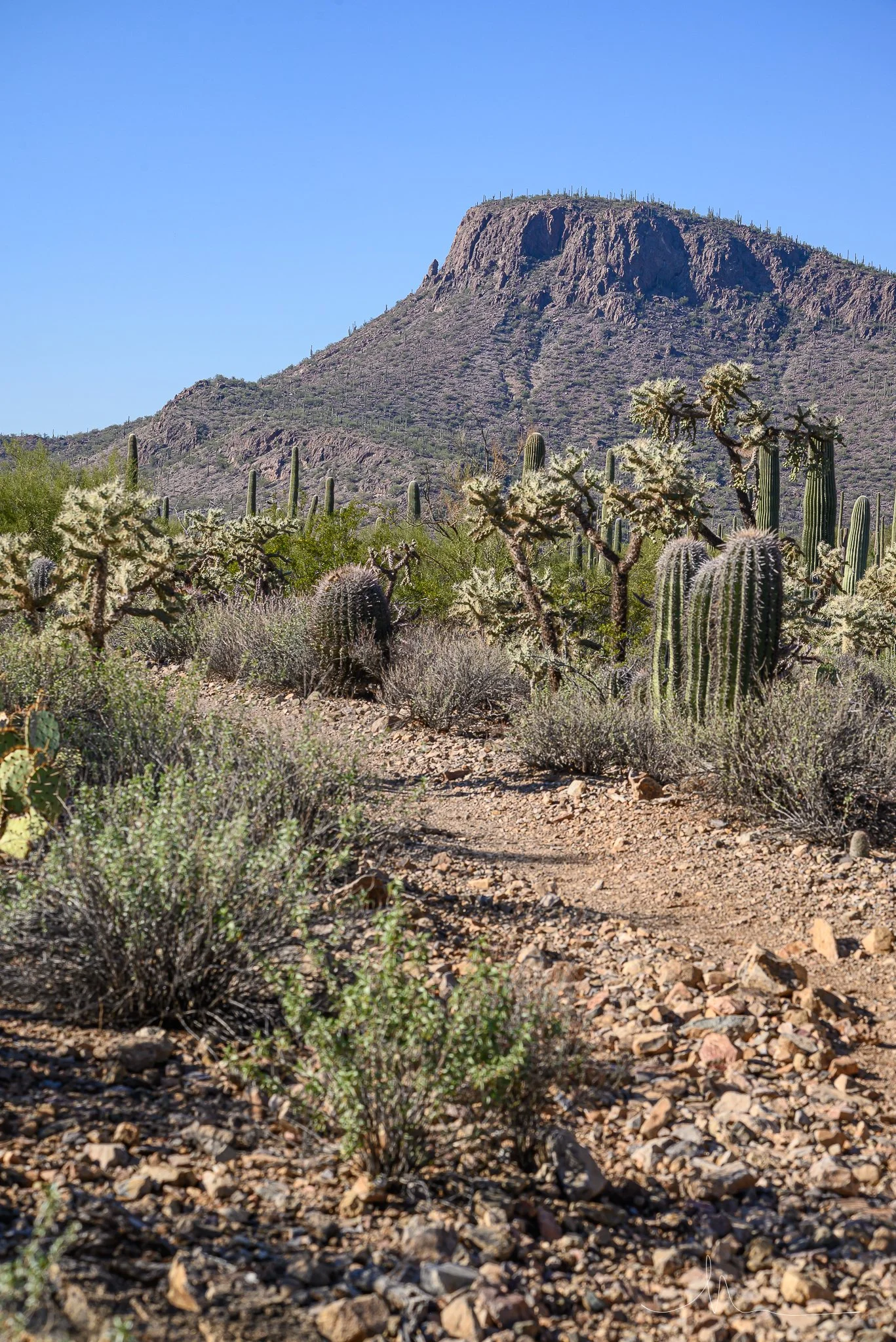 Desert landscape with cacti, bushes, and rocky ground, mountain in the background, and clear blue sky.