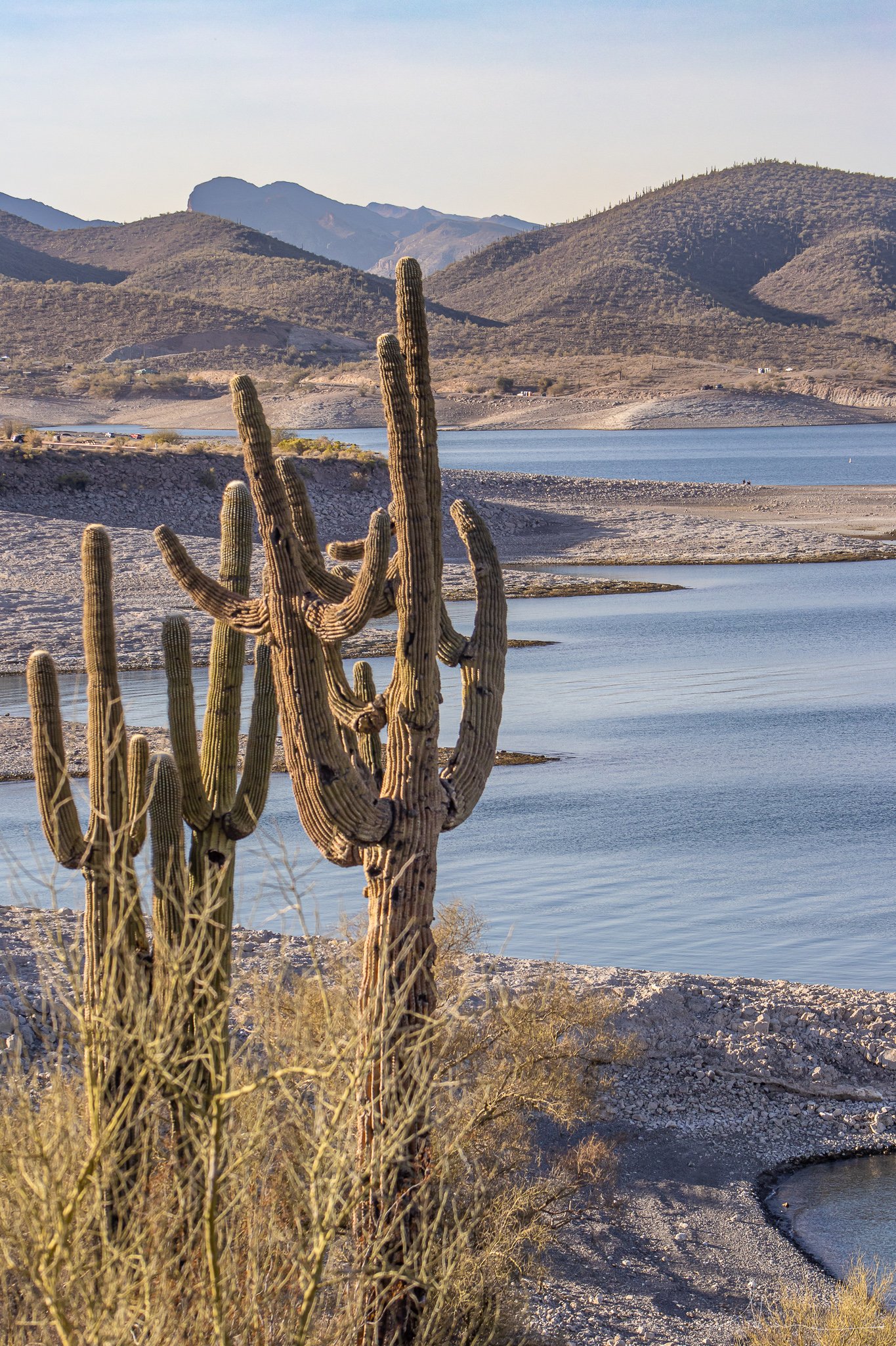 Desert landscape with tall cacti, a lake, dry hills, and distant mountains under a clear sky.
