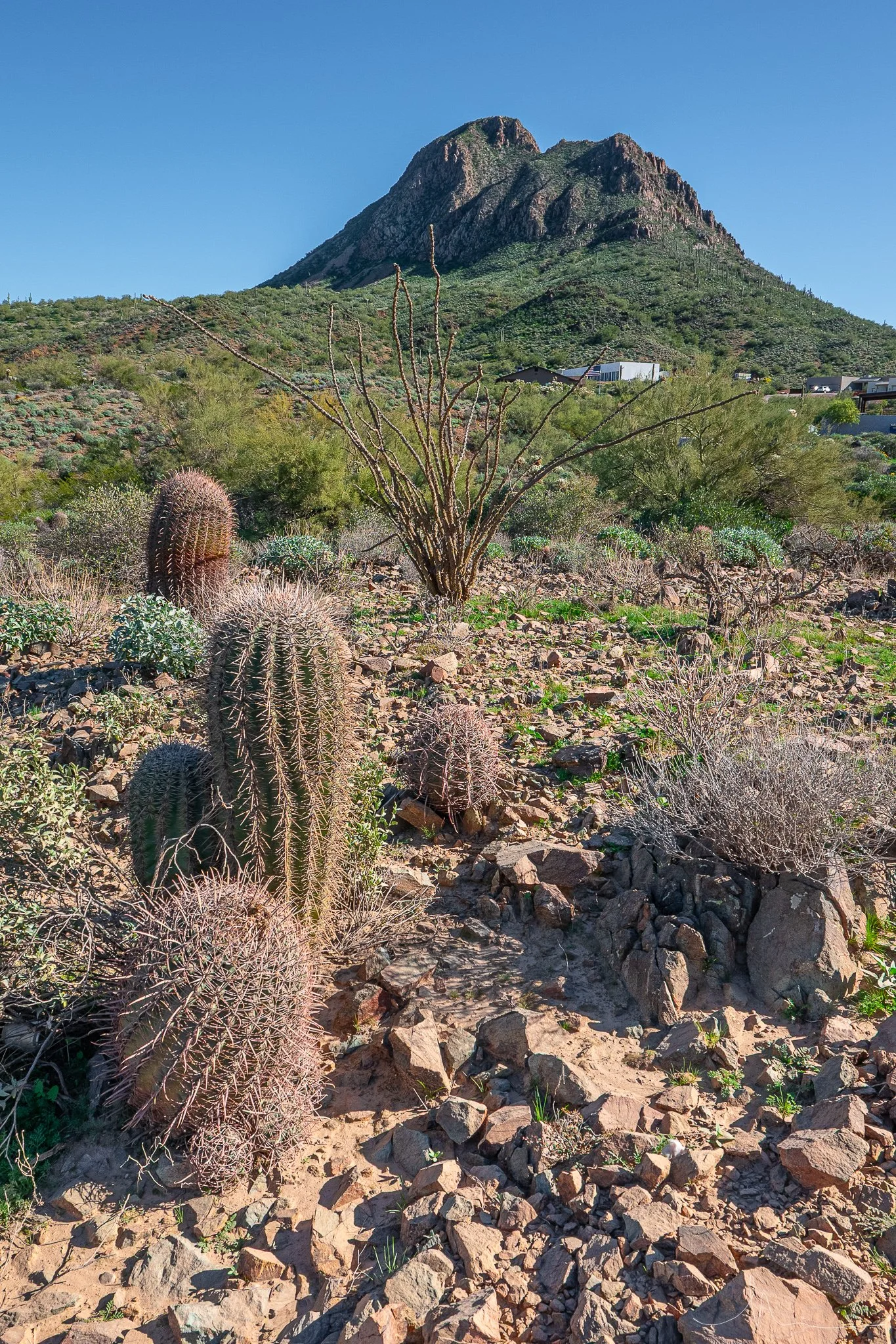 Desert landscape with cacti and a mountain in the background under clear blue sky.