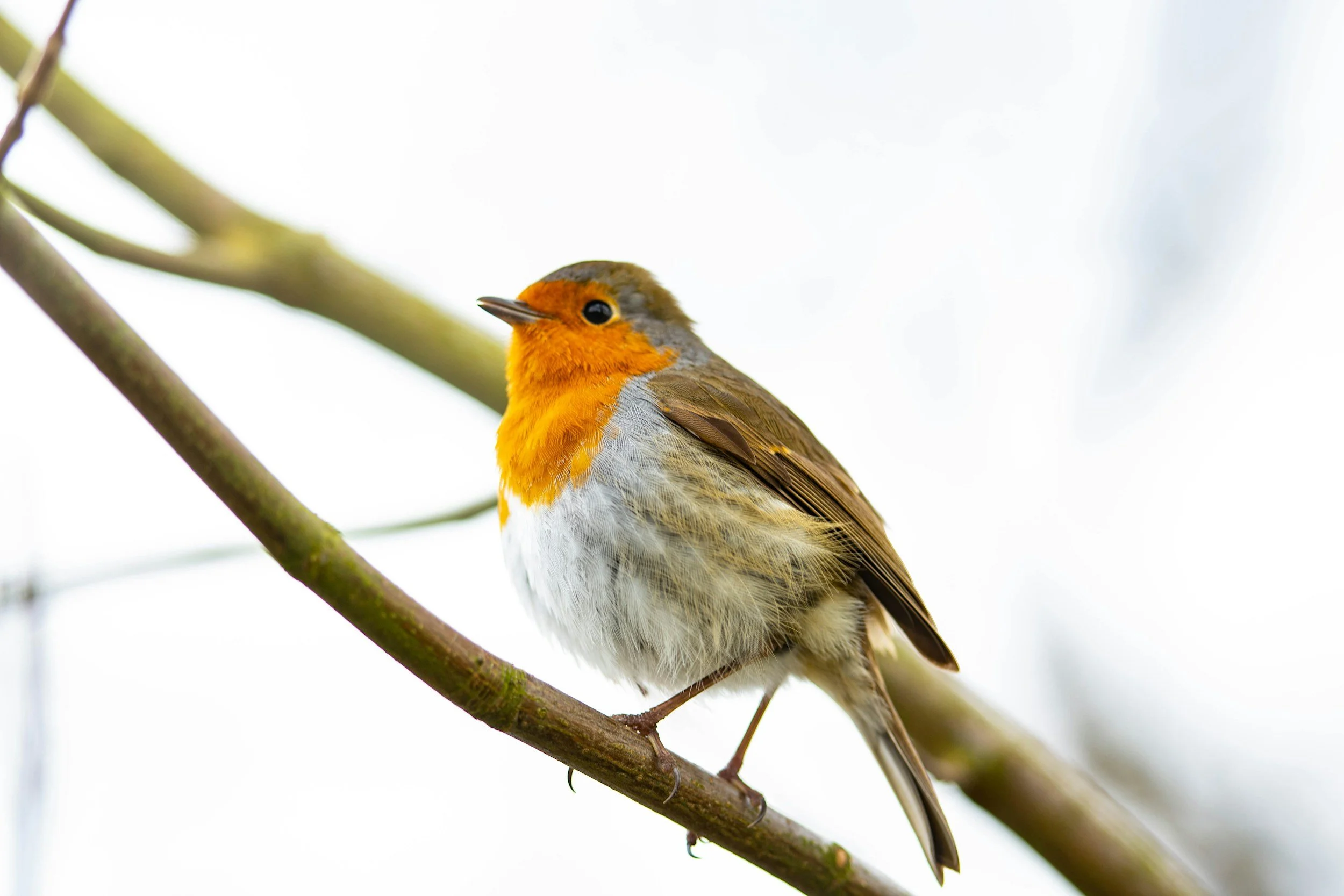 the robins behind three robins
