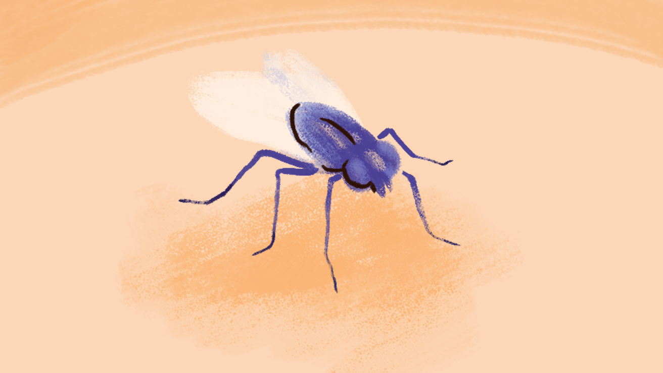 C19V-Mythbusters-Housefly-328x185@4x_light.png