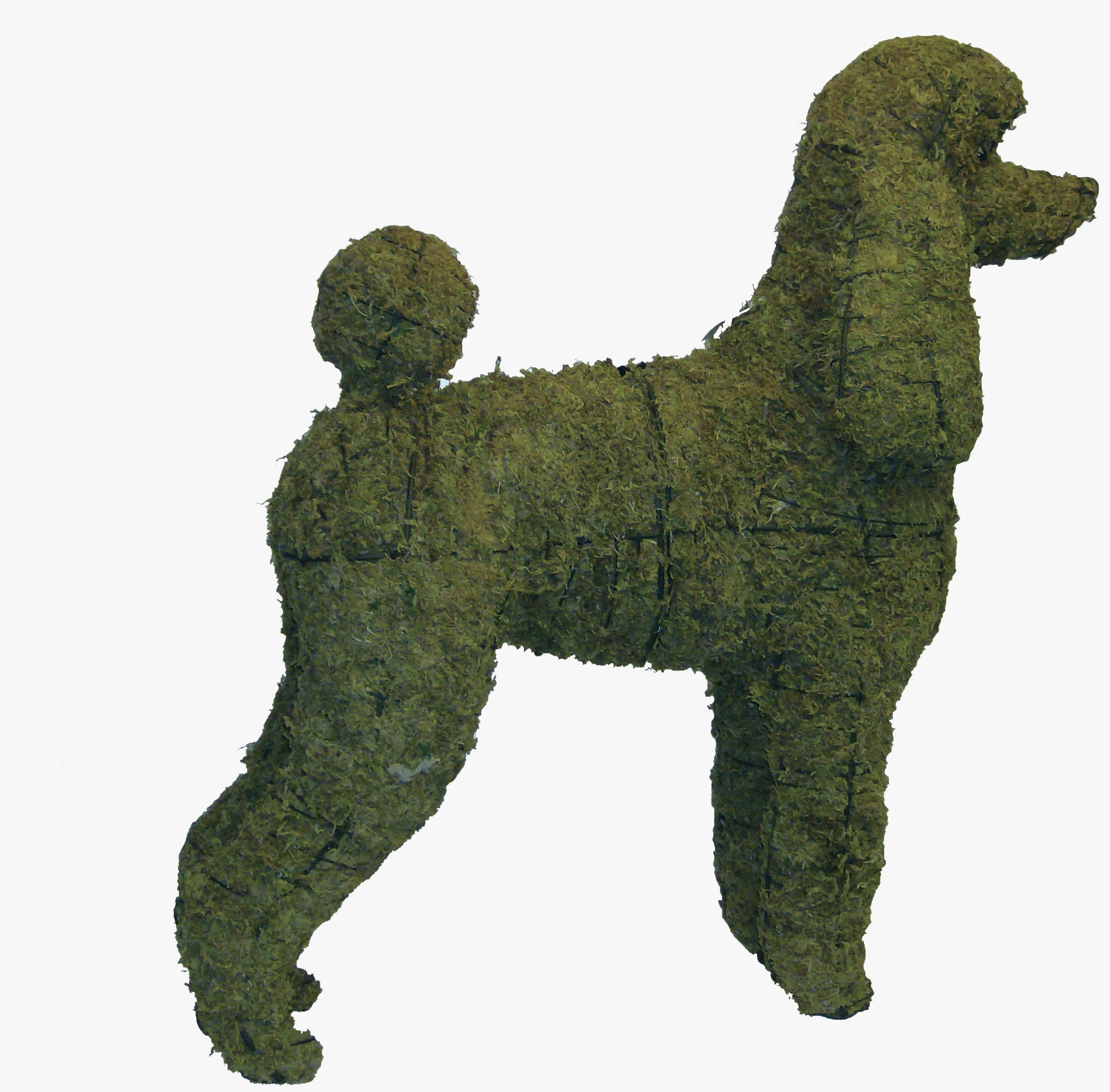 Moss Poodle