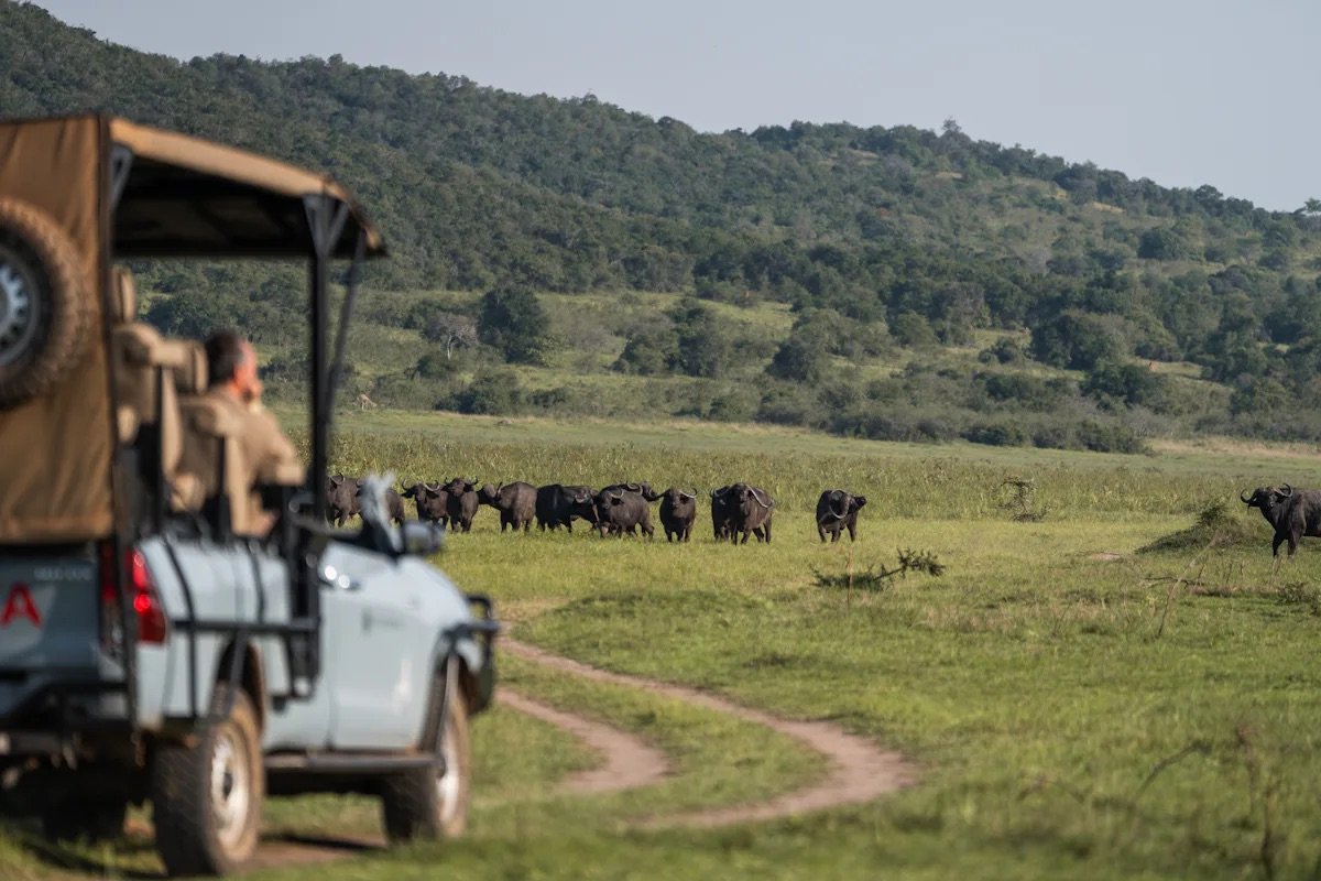 safari-views-compelled-to-travel.jpeg