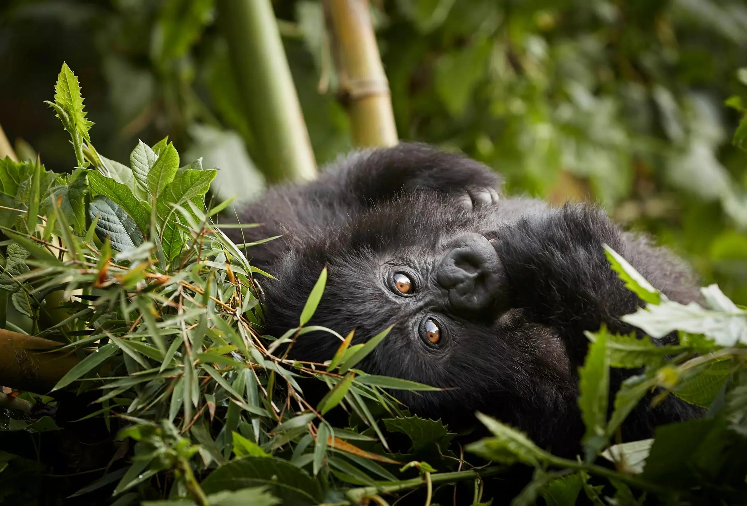 Gorillas_Compelled-To-Travel.jpeg