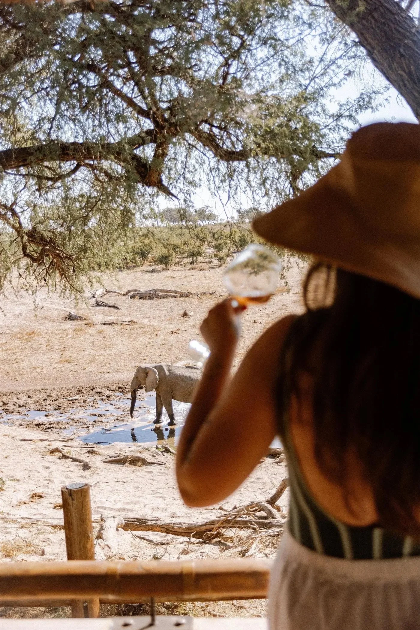 Safari-Travel-Advisor-Compelled-to-Travel.jpeg