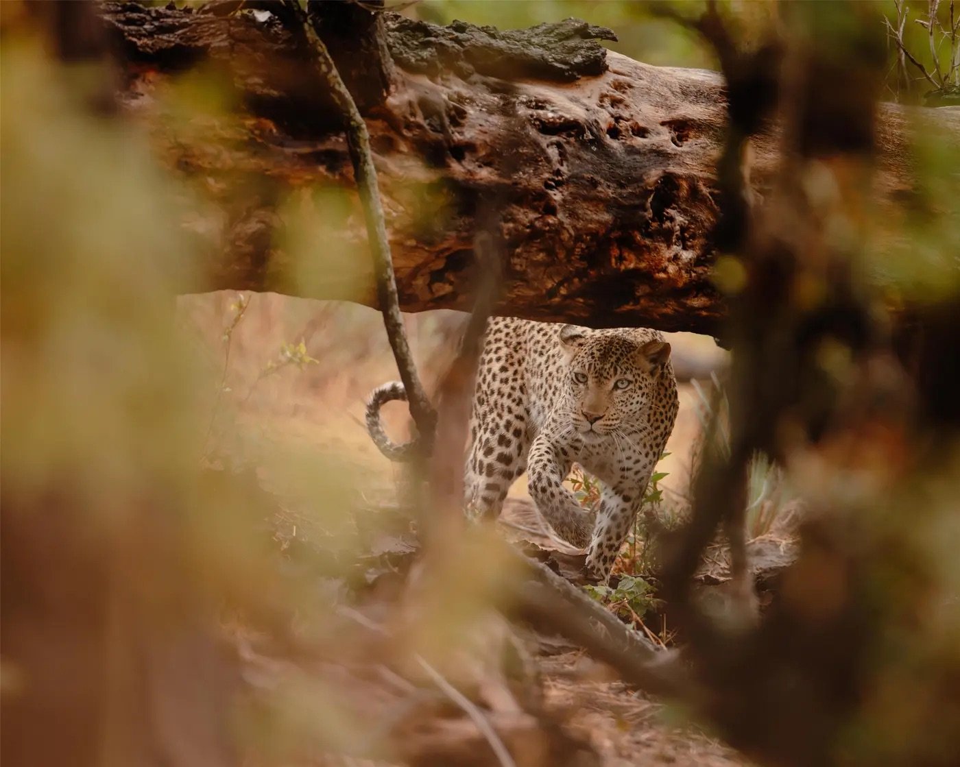 Compelled-to-Travel-African-Safari.jpeg