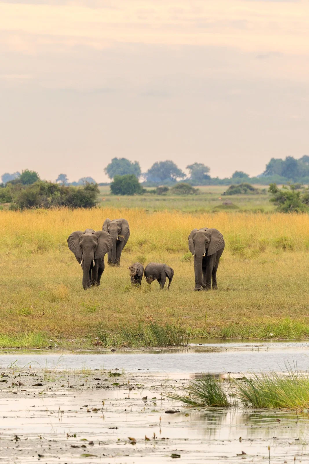 Group of elephants walking across a grassy plain near a water body, with trees in the background and a cloudy sky.