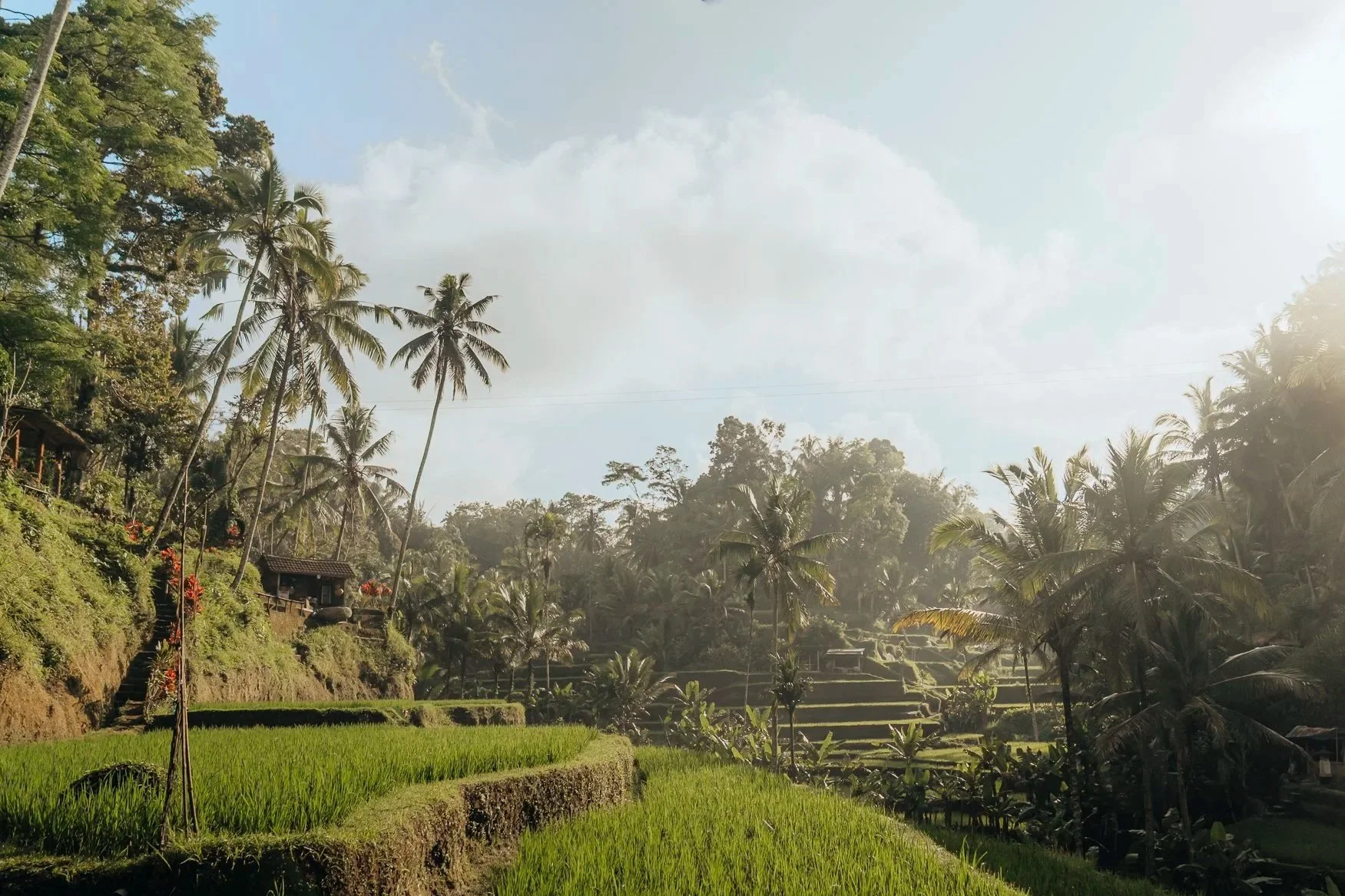Lush green terraced rice paddies in Bali with tall coconut trees on a hillside, under a bright blue sky with fluffy white clouds.