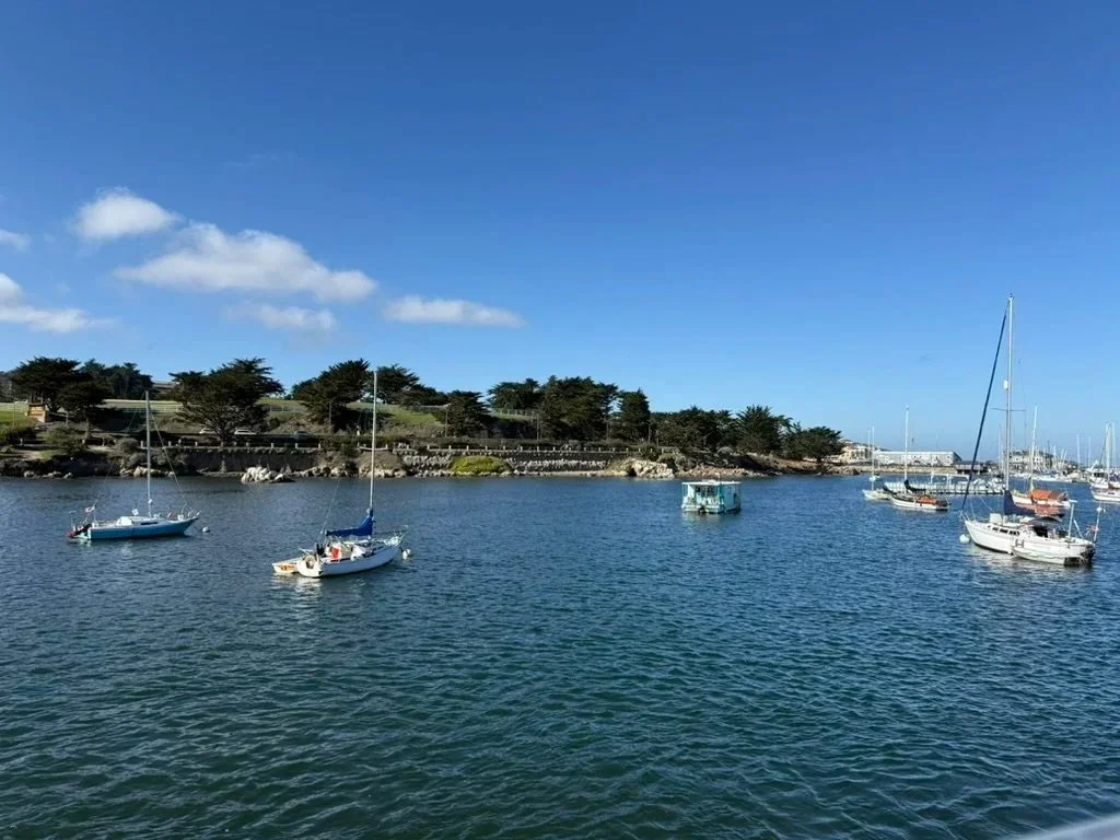 A few clouds in the sky, a small hill with trees behind sailboats on the water