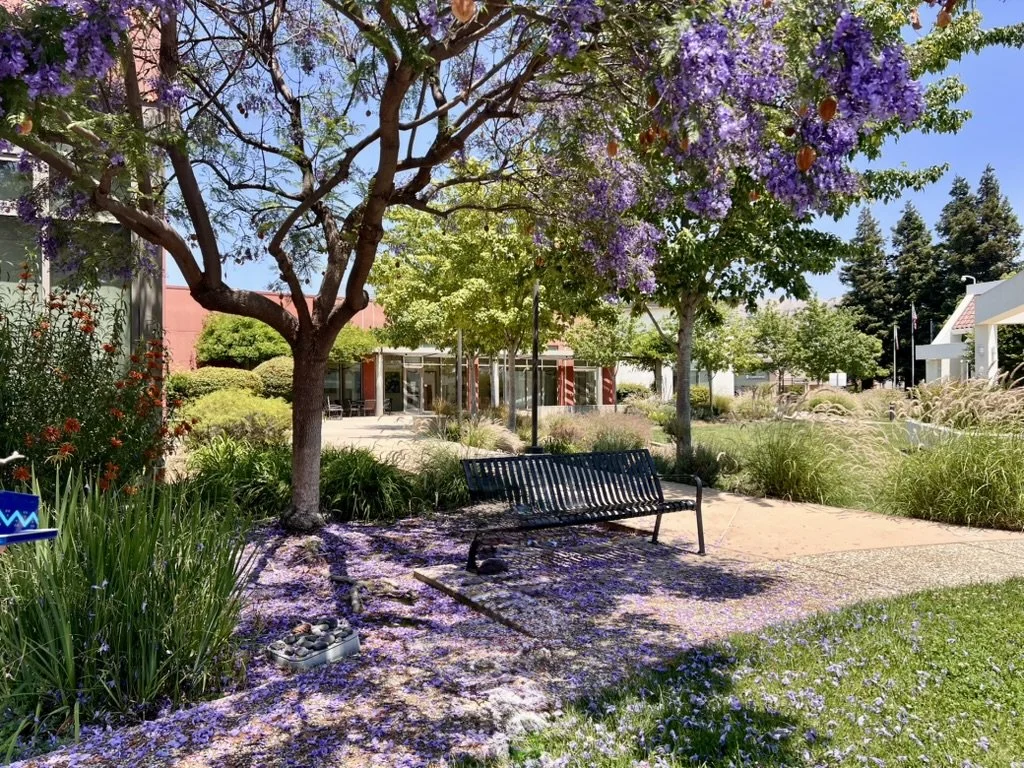 Walkways with a bench surrounded by grasses, plants and trees. The main tree has purple flowers that have started to drop which covers the path