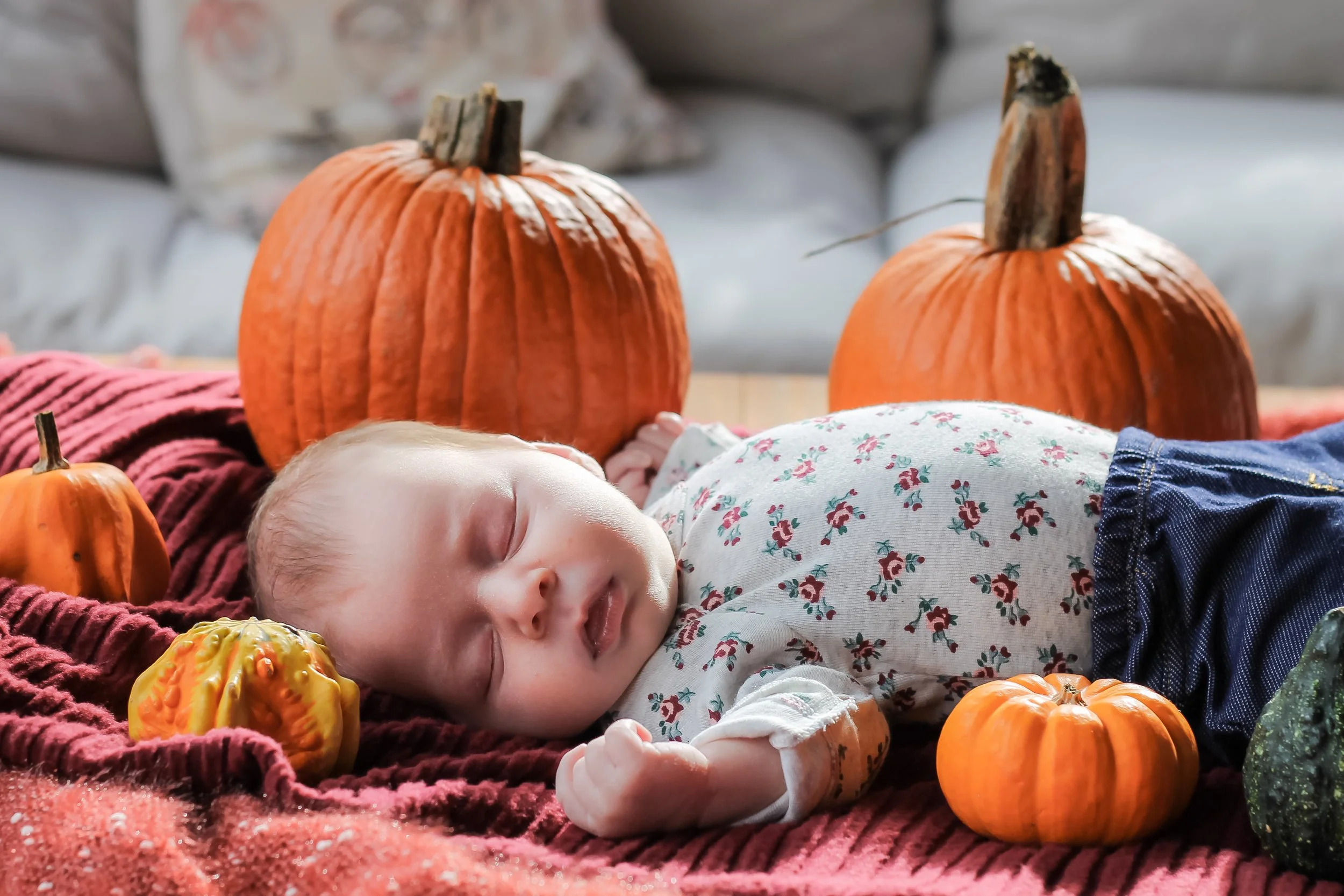 A sleeping baby laying on a maroon blanket surrounded by small pumpkins and gourds for fall or Halloween decoration.