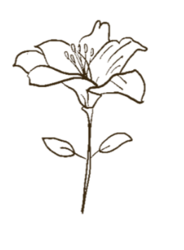 Line drawing of a single flower with leaves and a long stem.