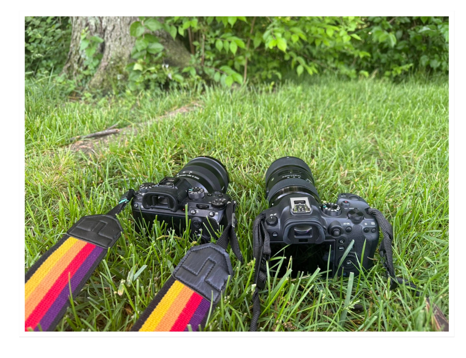 Two cameras with colorful straps lying on grass in front of a tree and green foliage.