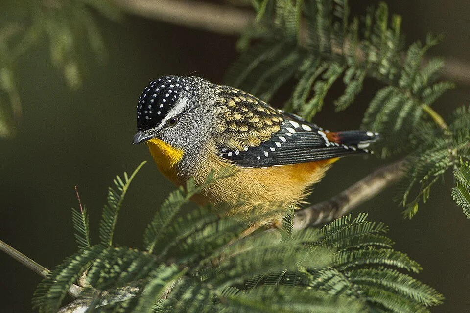 The Spotted Pardalote, a colorful bird perched on a branch among green leaves.