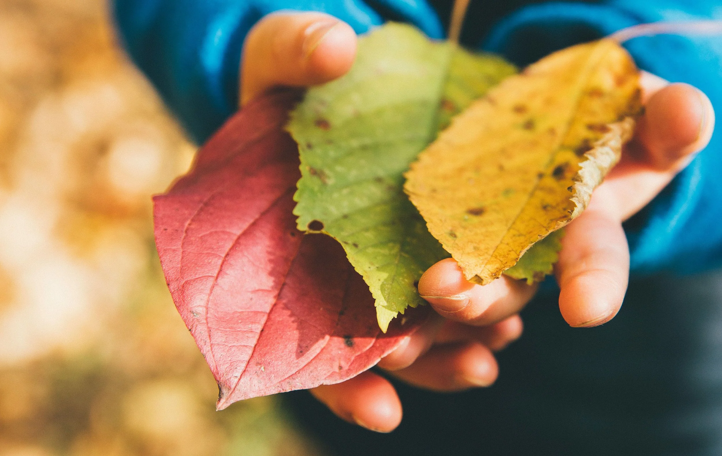 leaves_final.jpg